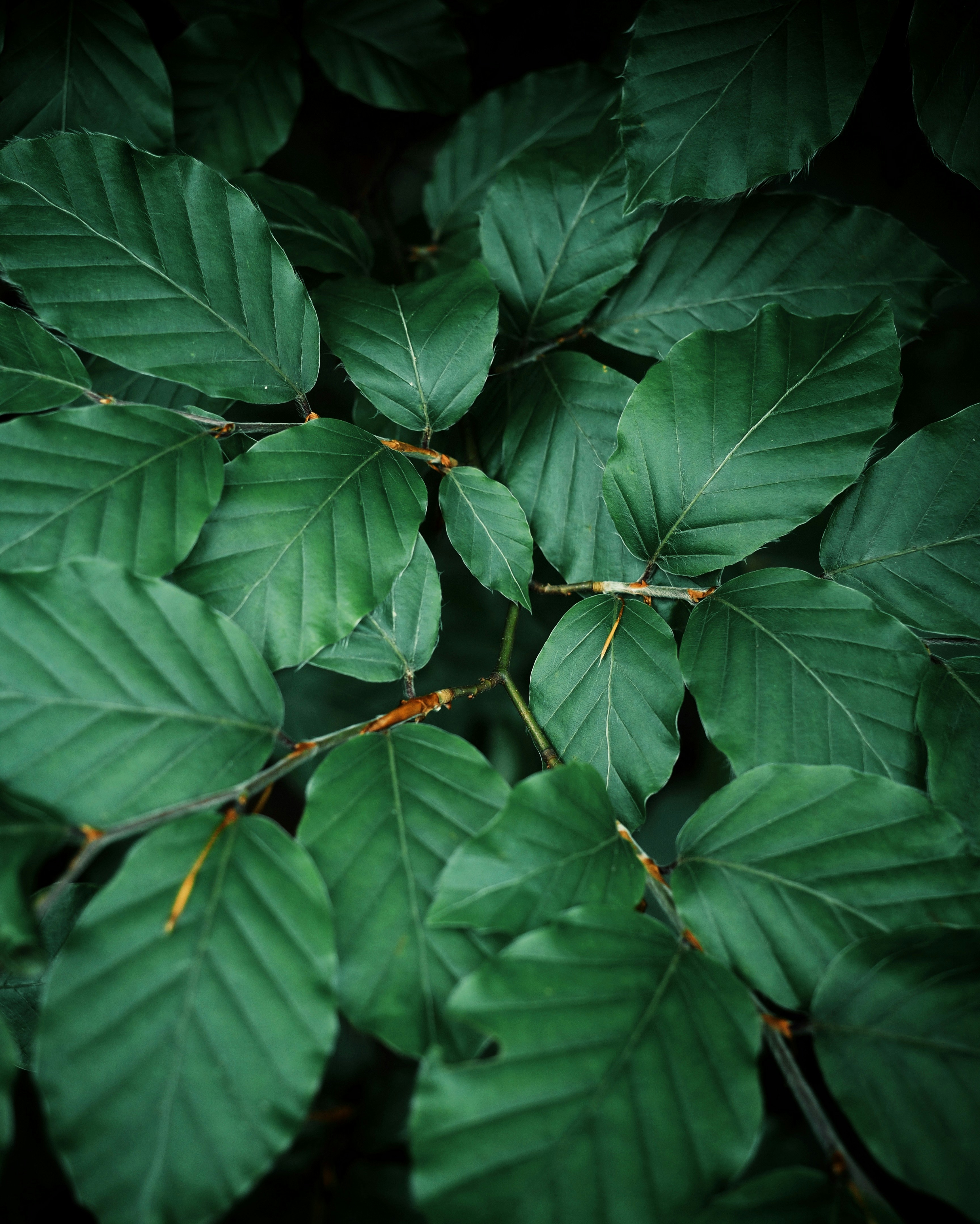 A close up of a green leafy plant
