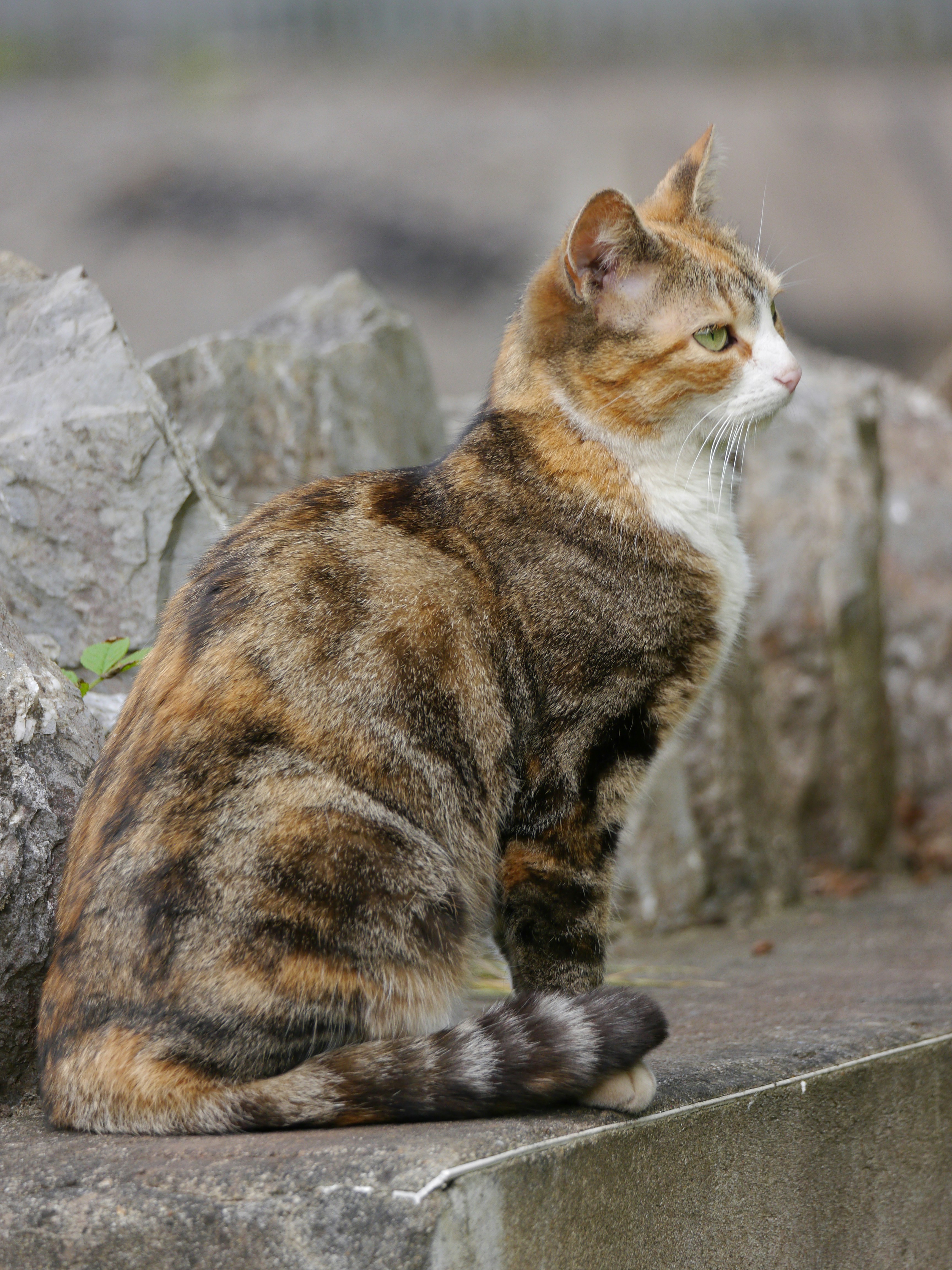 Sivapanthera: The Ancient Cat of the East (image credits: unsplash)