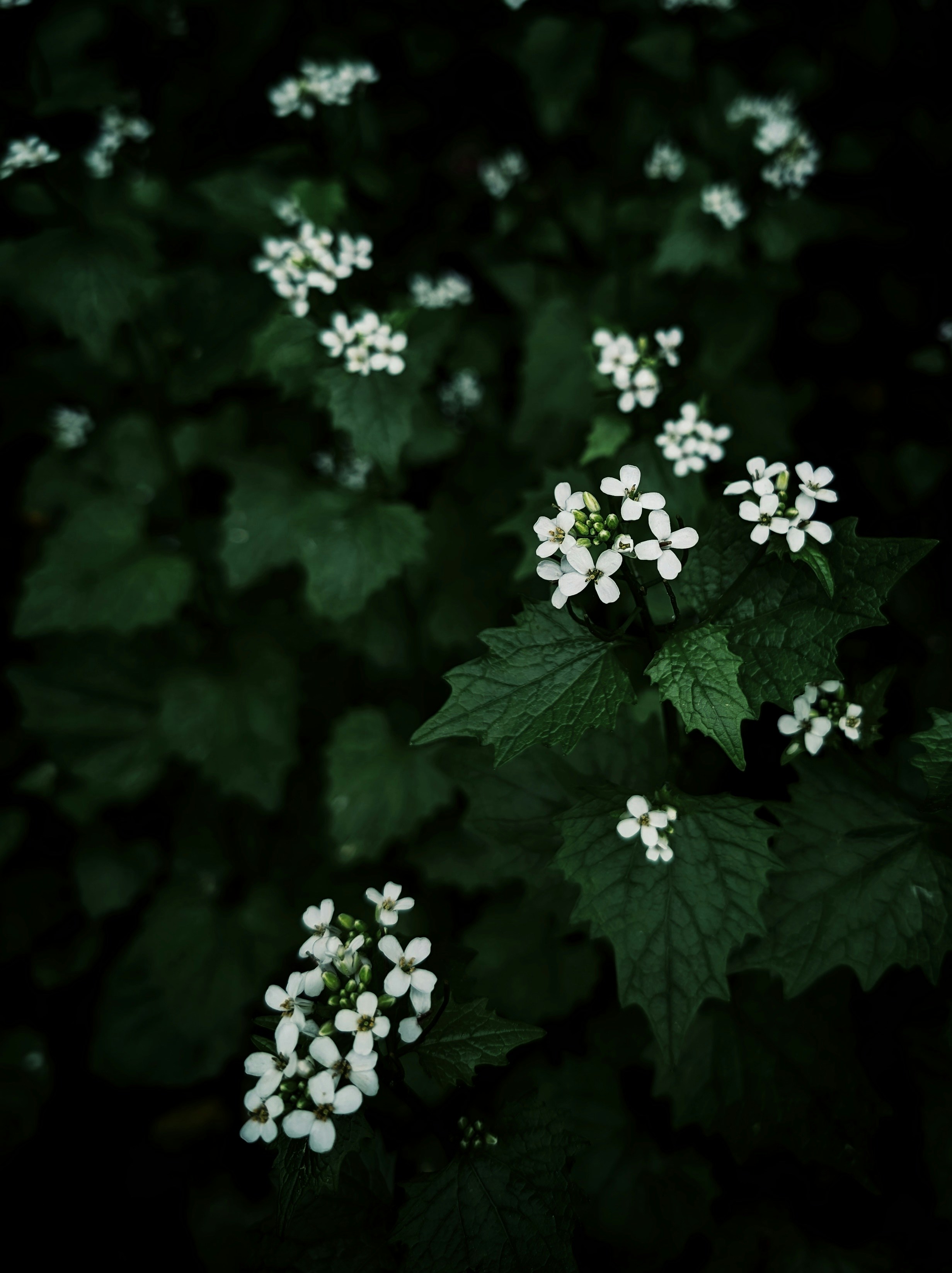 Photo by ben_ji