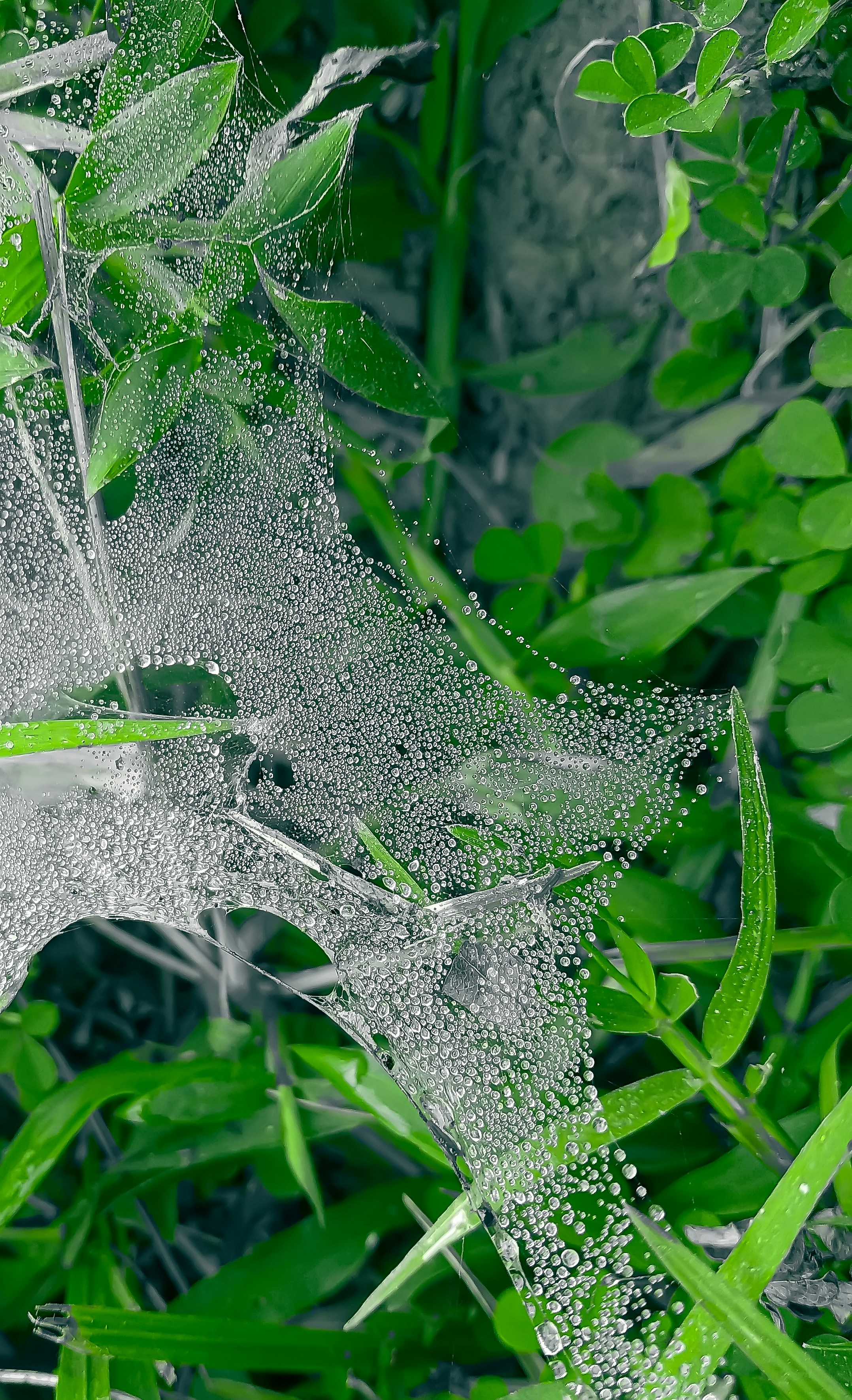 A spider web covered in dew on a green plant
