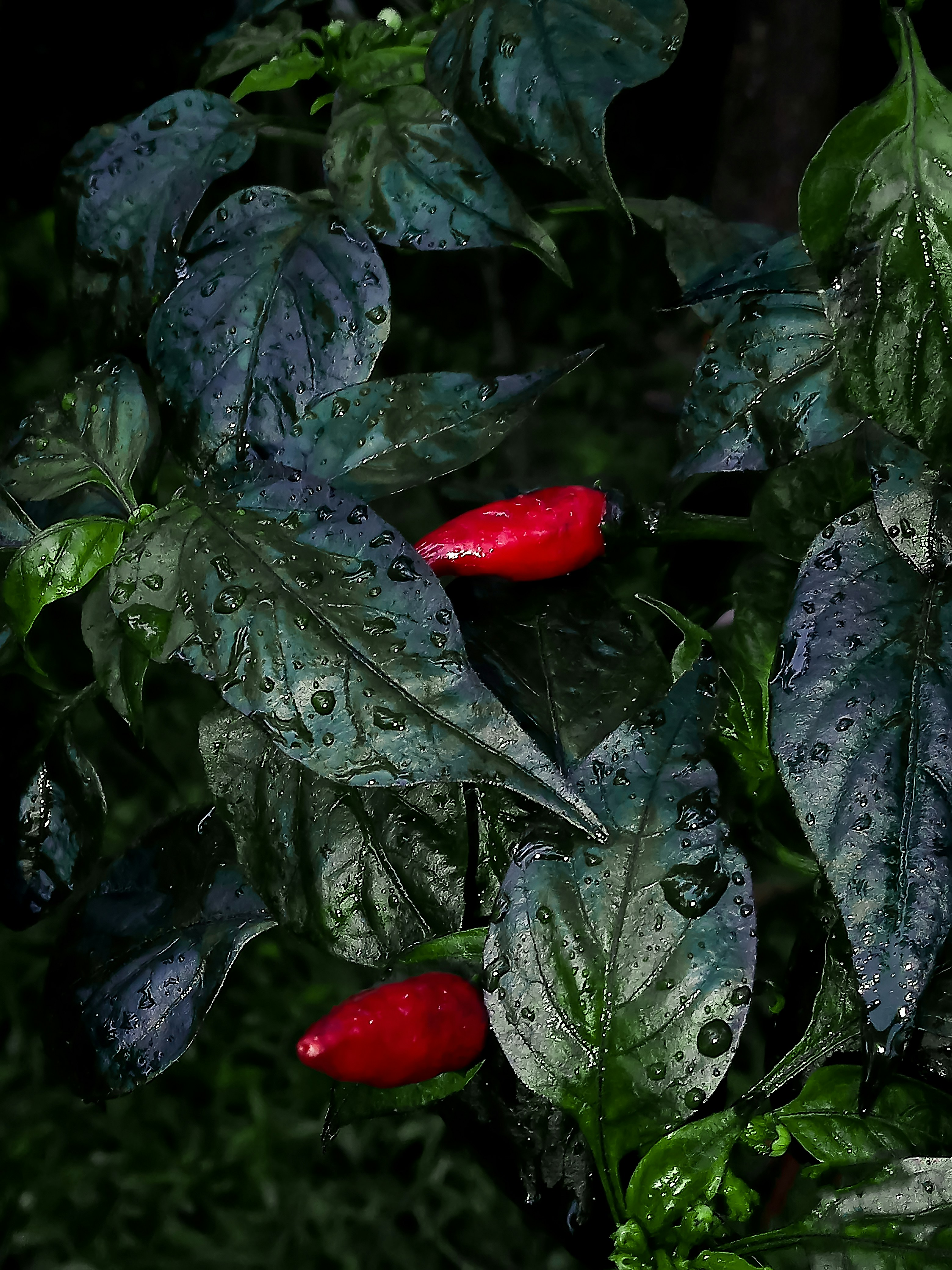 Realme C21 Sample Shots