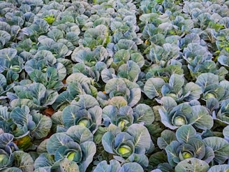 A large group of green plants in a field