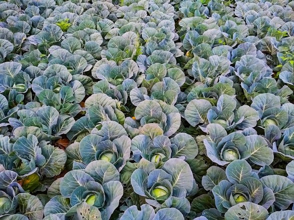 A large group of green plants in a field