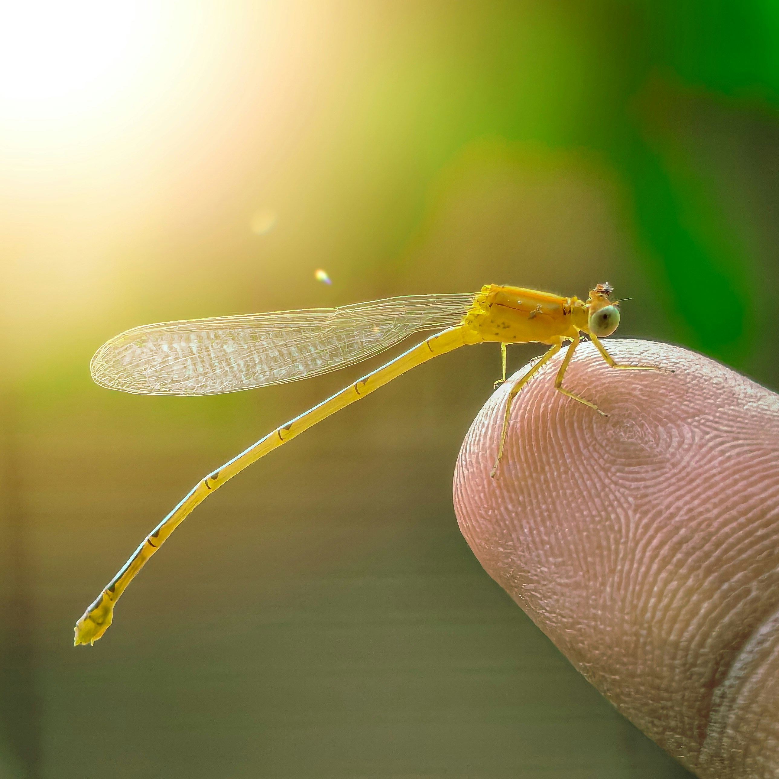 Un pequeño insecto amarillo sentado en la parte superior de un dedo