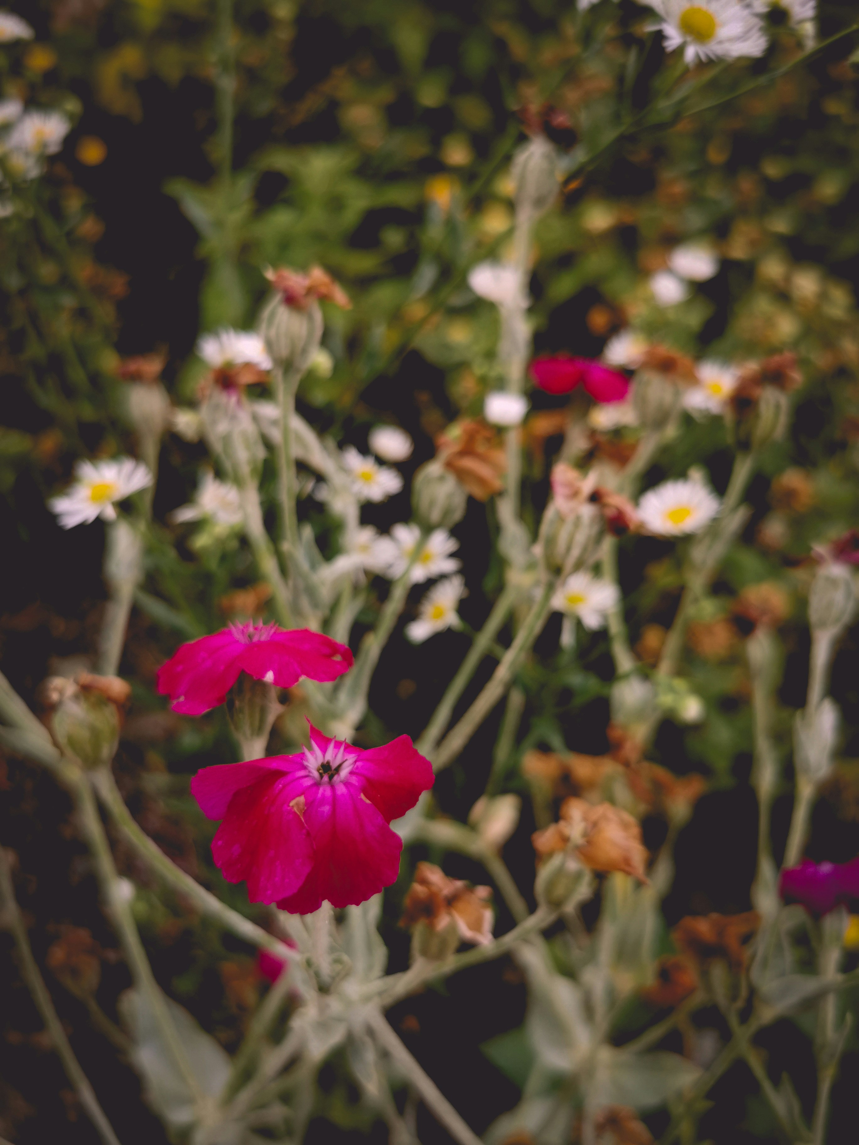 Photo by vetaneprina