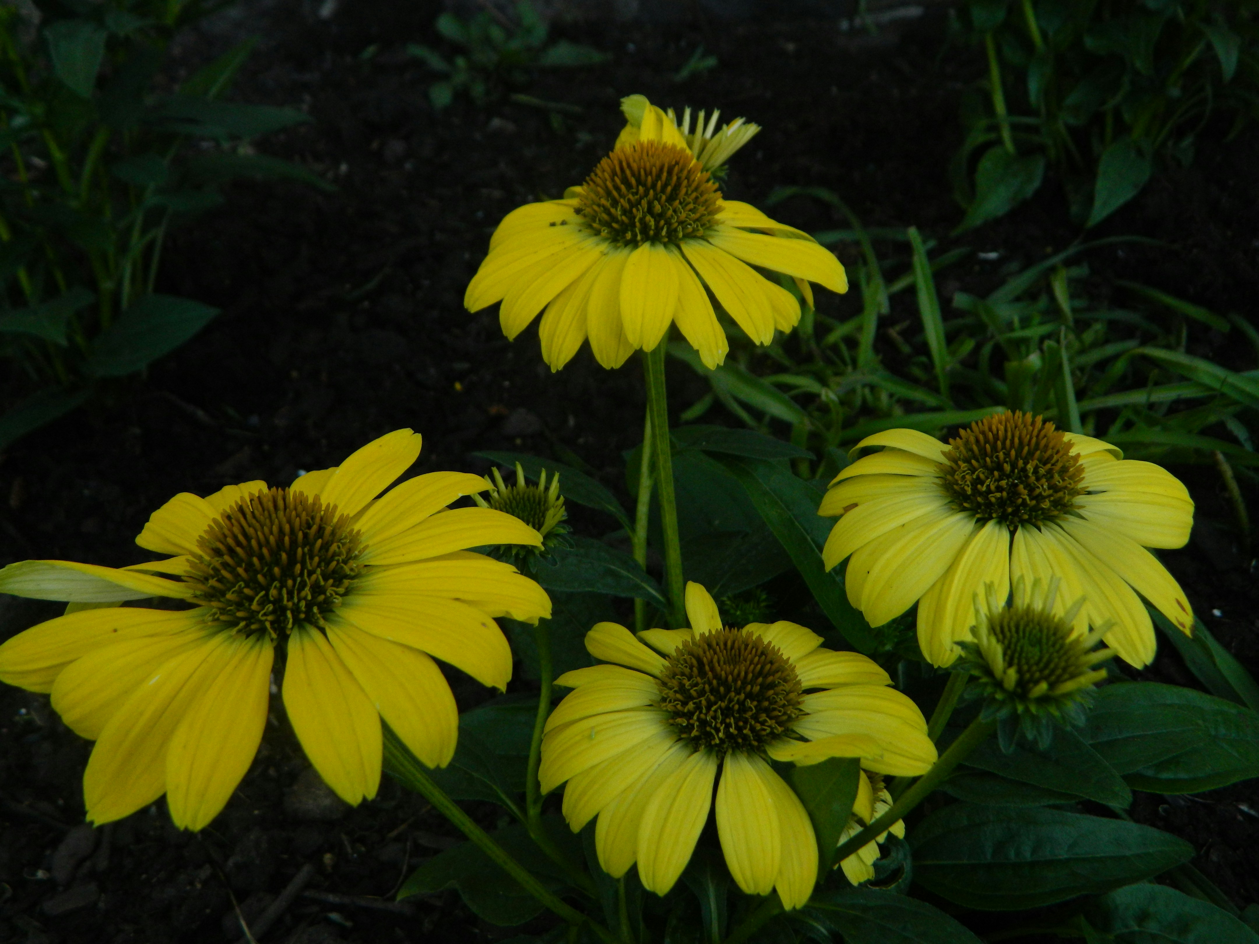 A group of yellow flowers in a garden