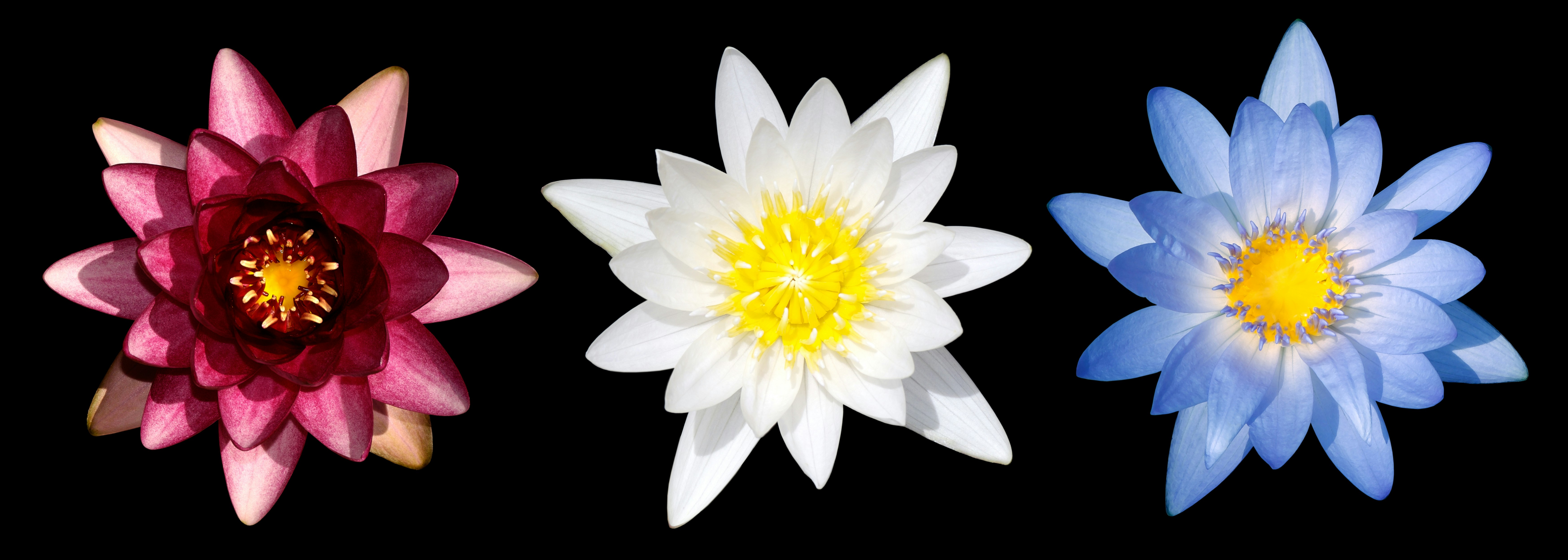 A group of four different colored flowers on a black background