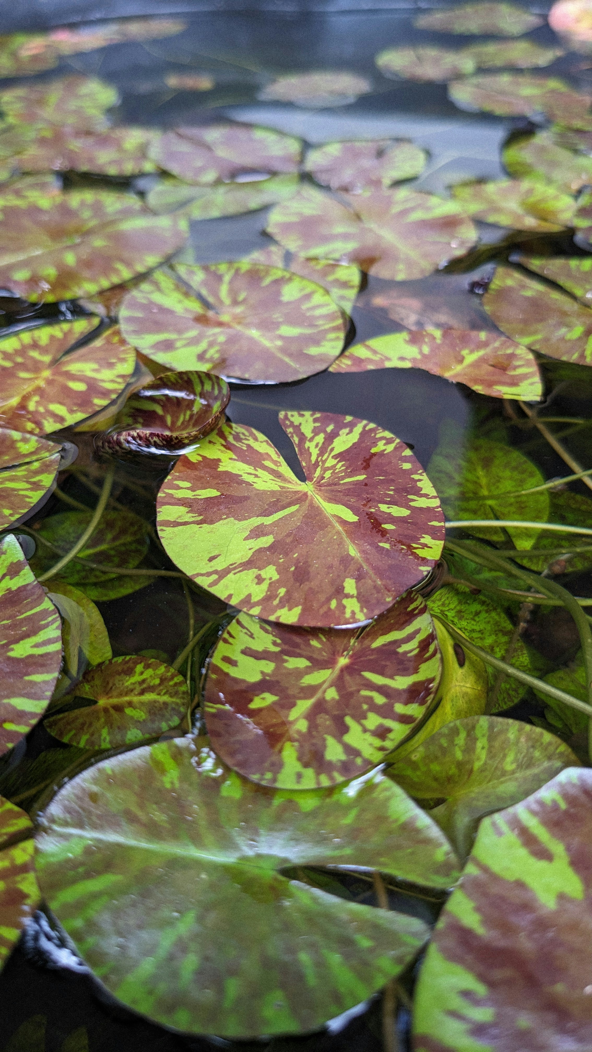 A pond filled with lots of water lilies