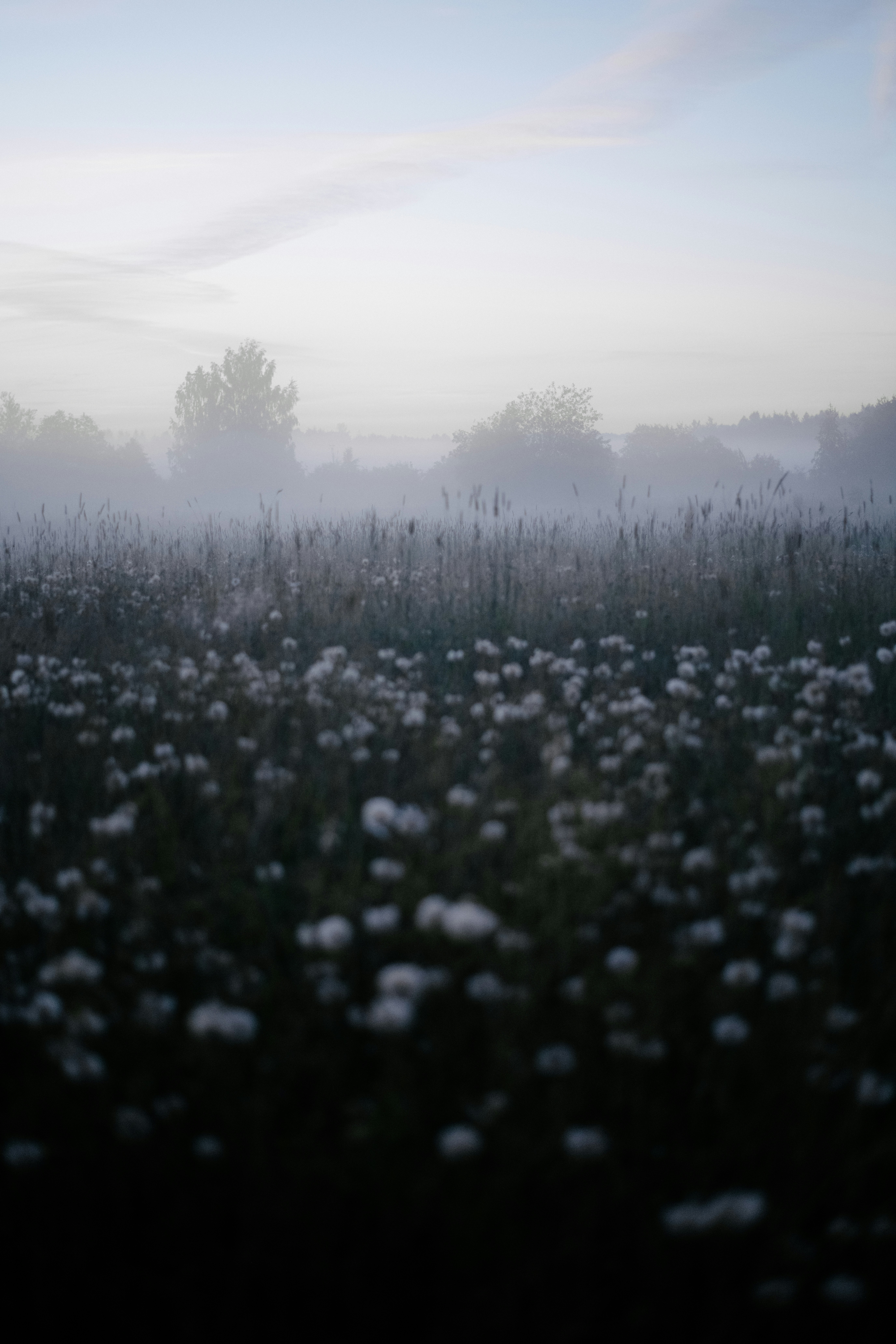 A foggy field with white flowers in the foreground