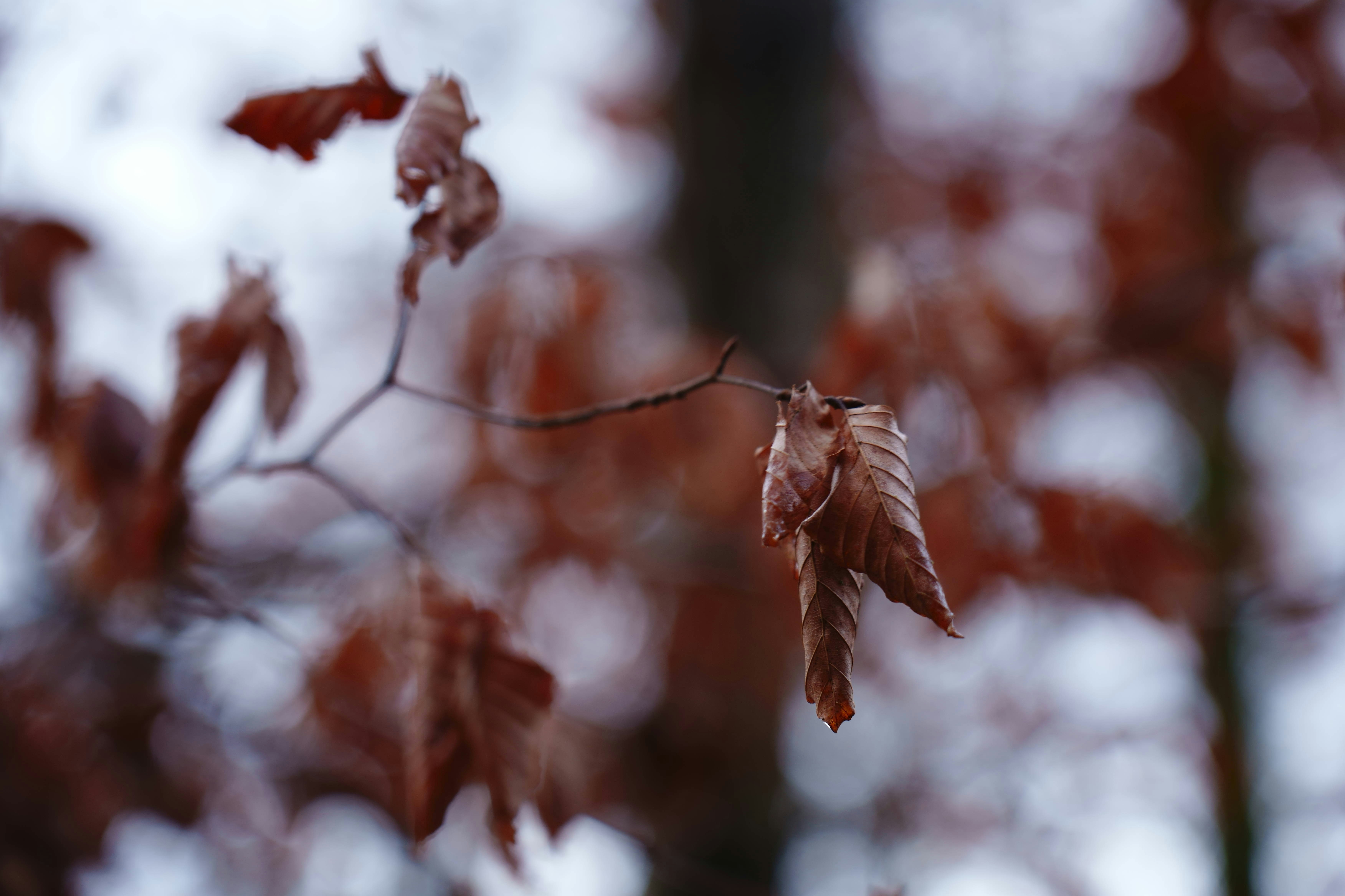 Photo by wolfgang_hasselmann