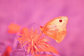 A yellow butterfly sitting on a purple flower