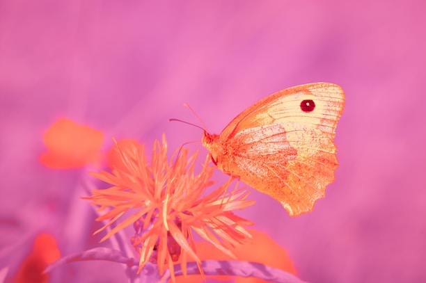 A yellow butterfly sitting on a purple flower