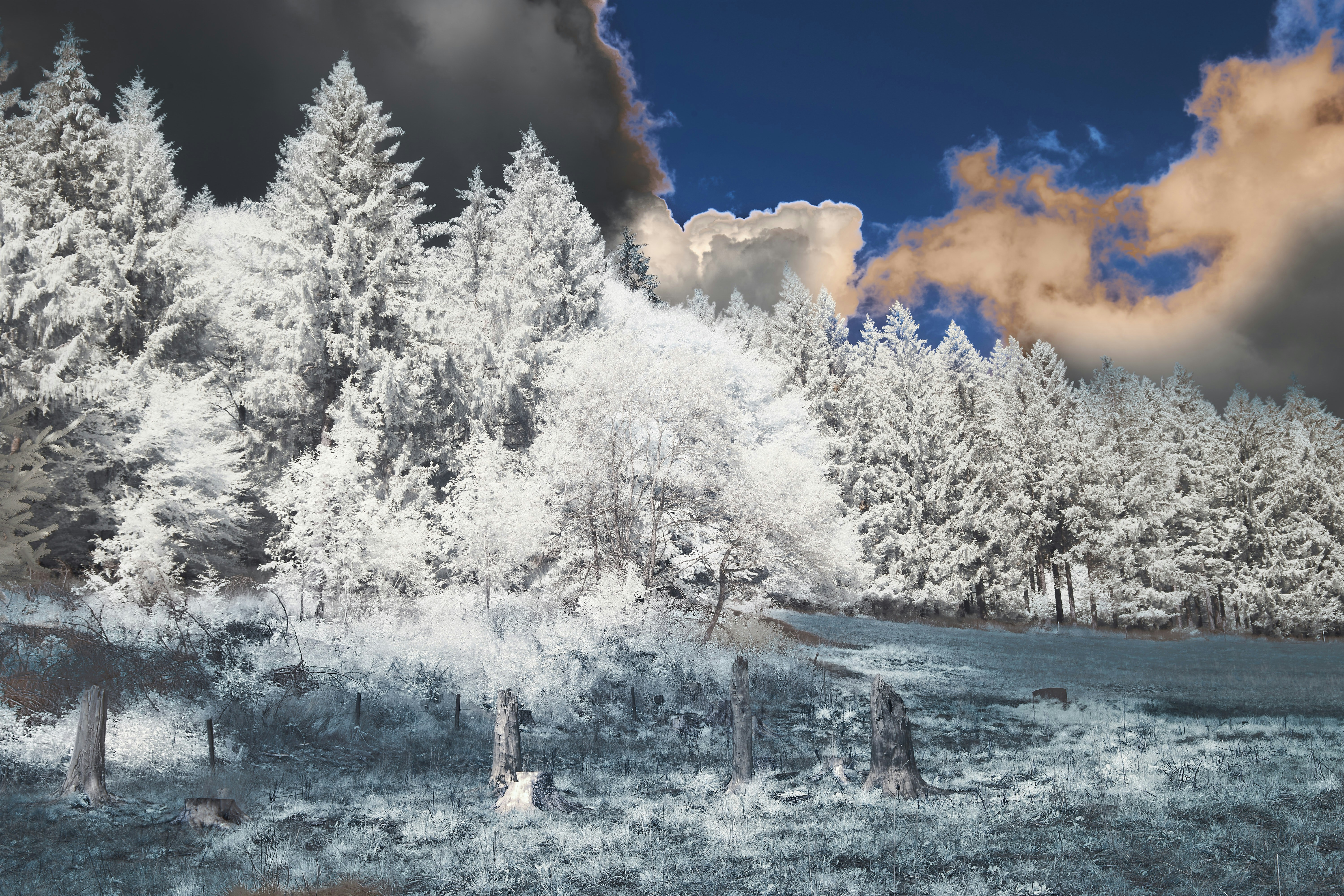 Photo by wolfgang_hasselmann