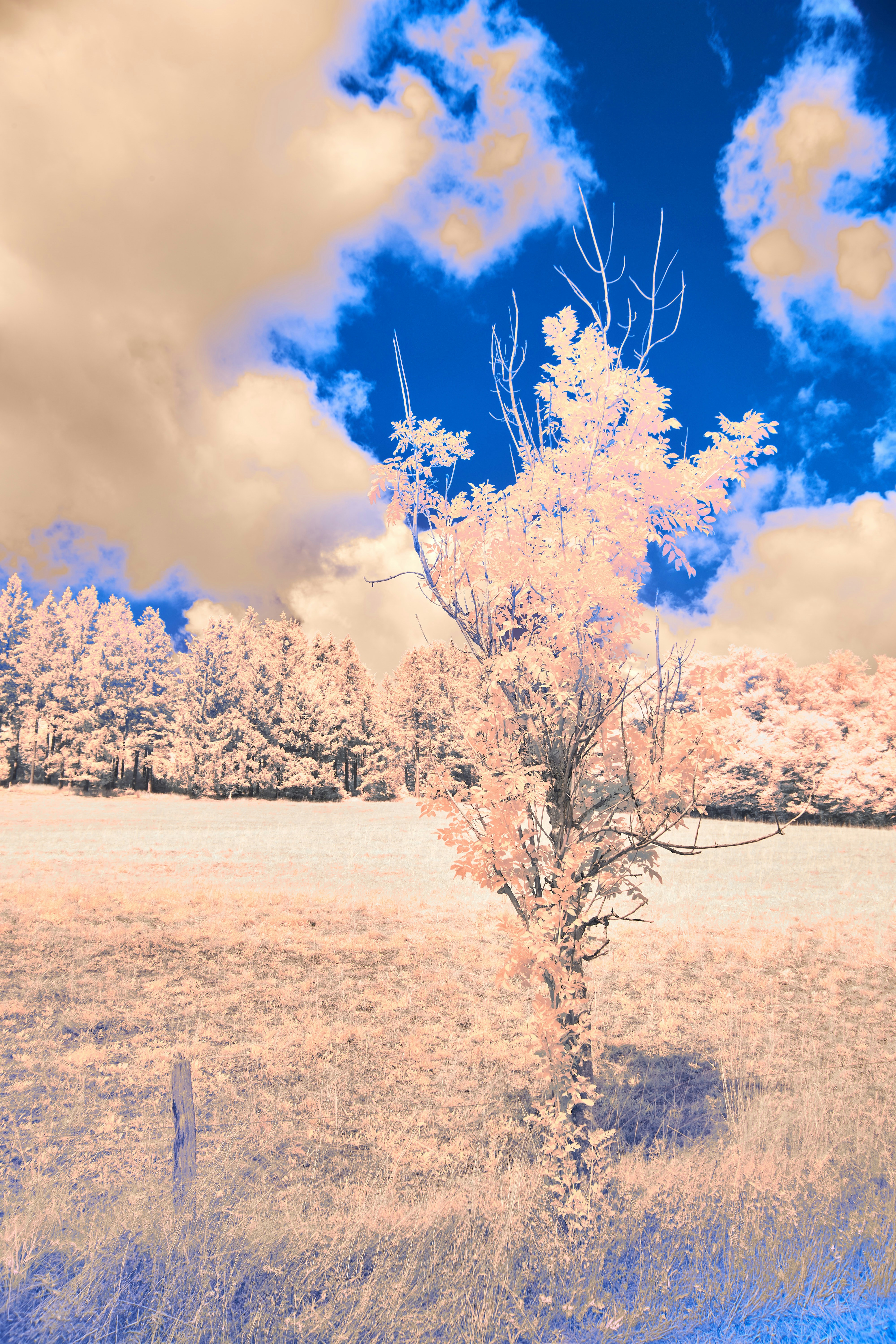 Photo by wolfgang_hasselmann