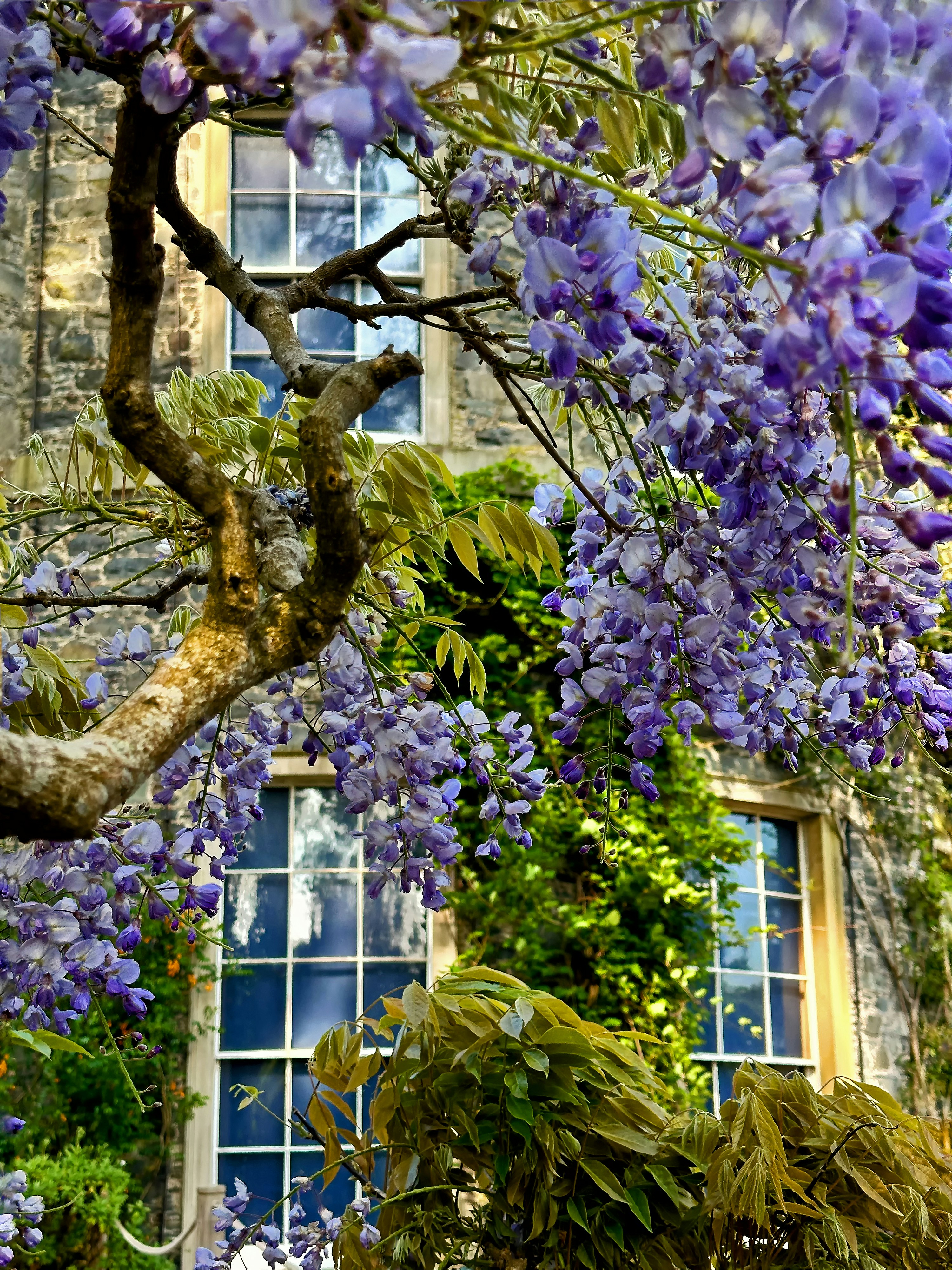 A tree with purple flowers in front of a building