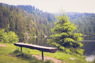 A bench sitting on top of a lush green hillside