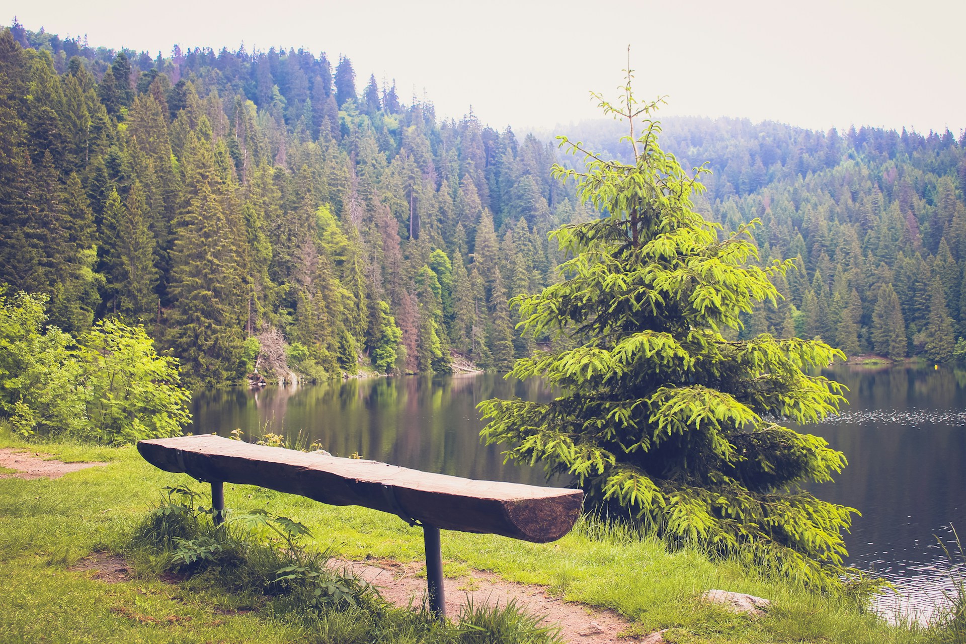 A bench sitting on top of a lush green hillside