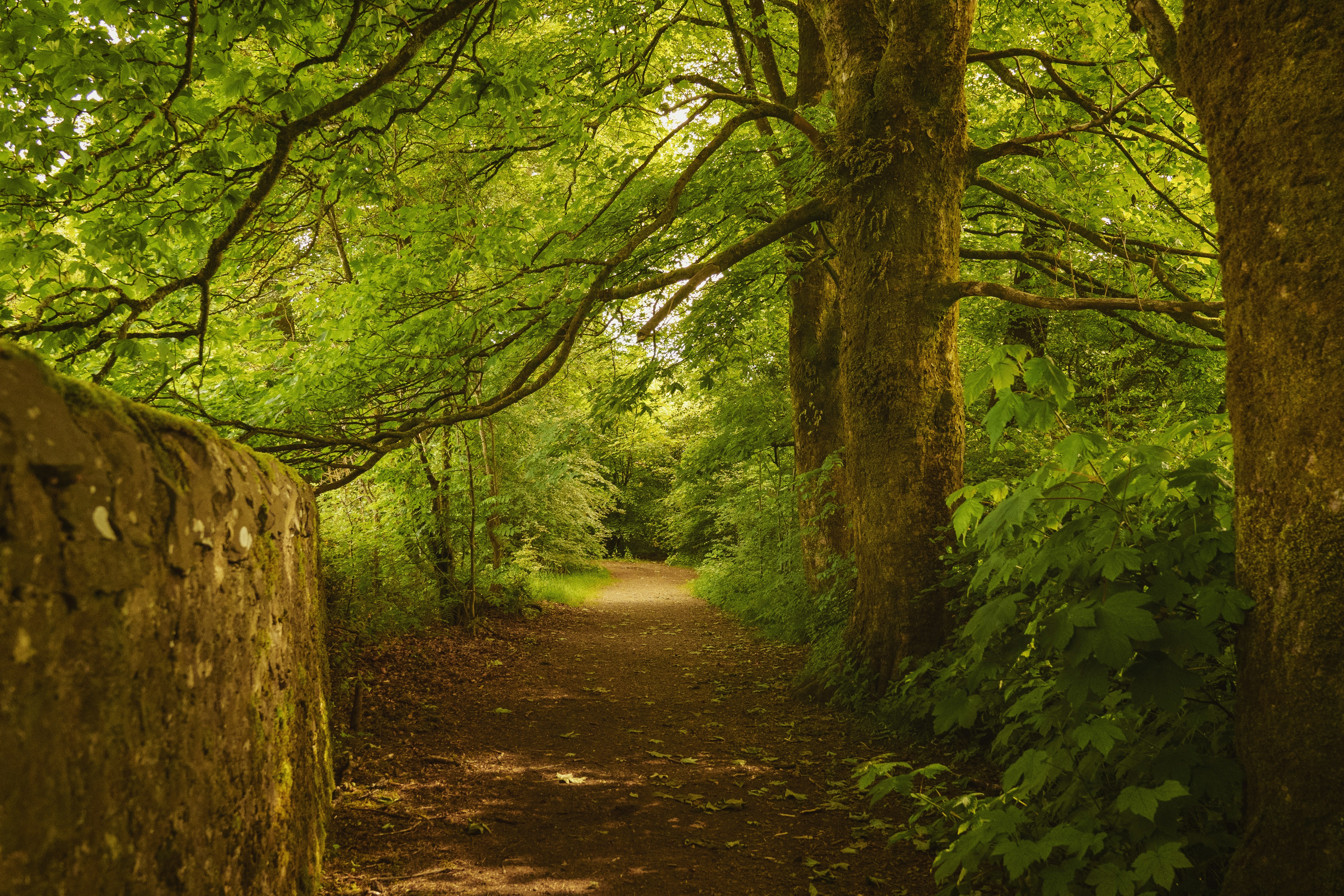 A dirt road surrounded by trees and bushes