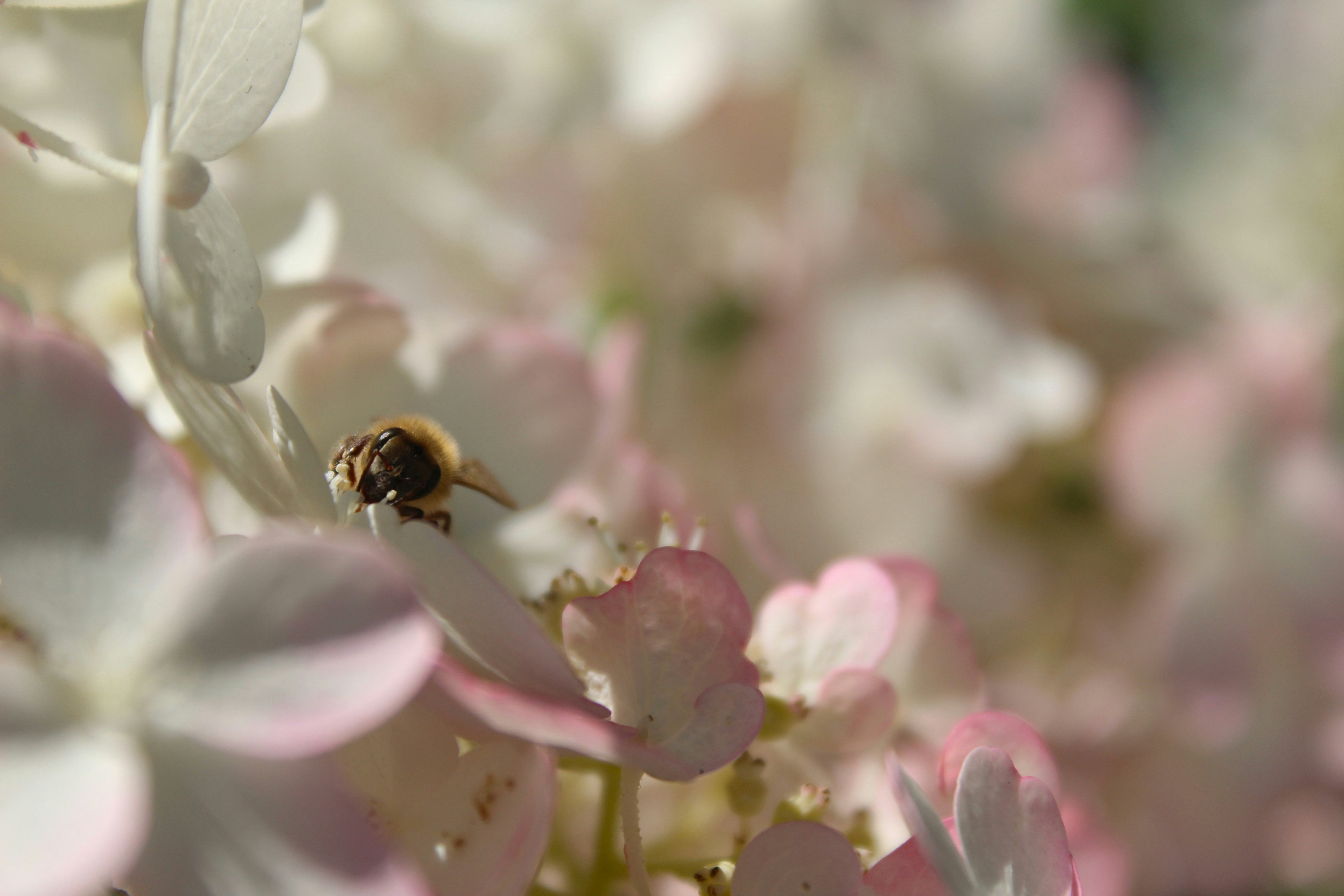 A bee sitting on top of a white flower