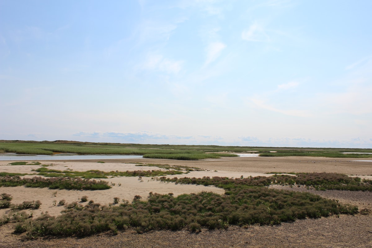 Flat coastal marsh with tidal channels