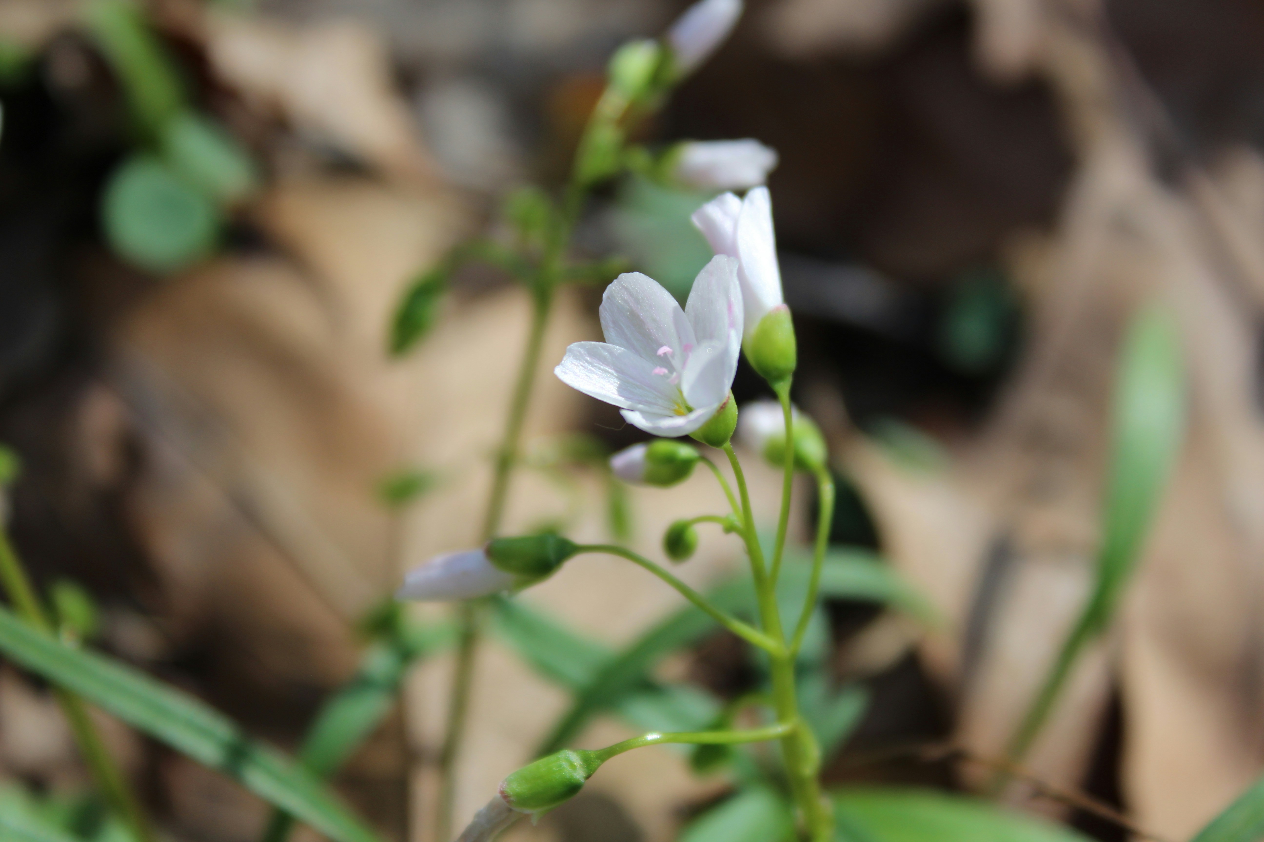 A close up of a small white flower