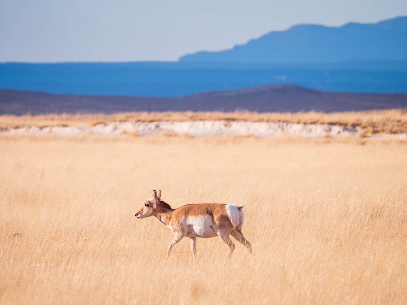Open sagebrush plains of southern Idaho with distant mountains at sunrise