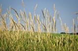 A field of tall grass with a blue sky in the background