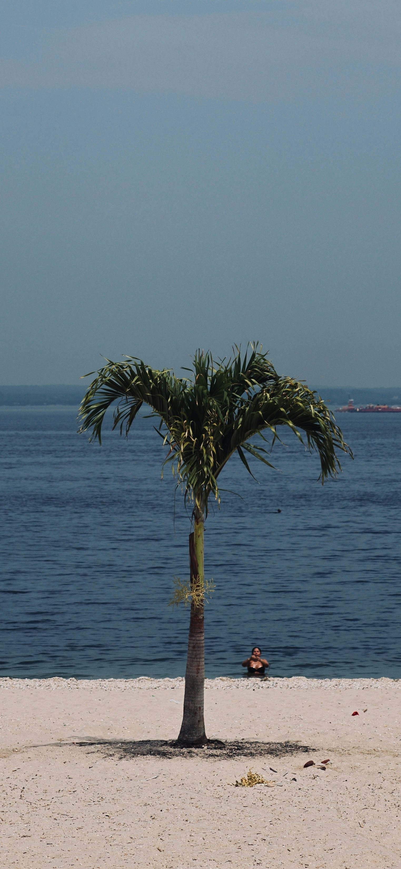A lone palm tree on a beach with the ocean in the background