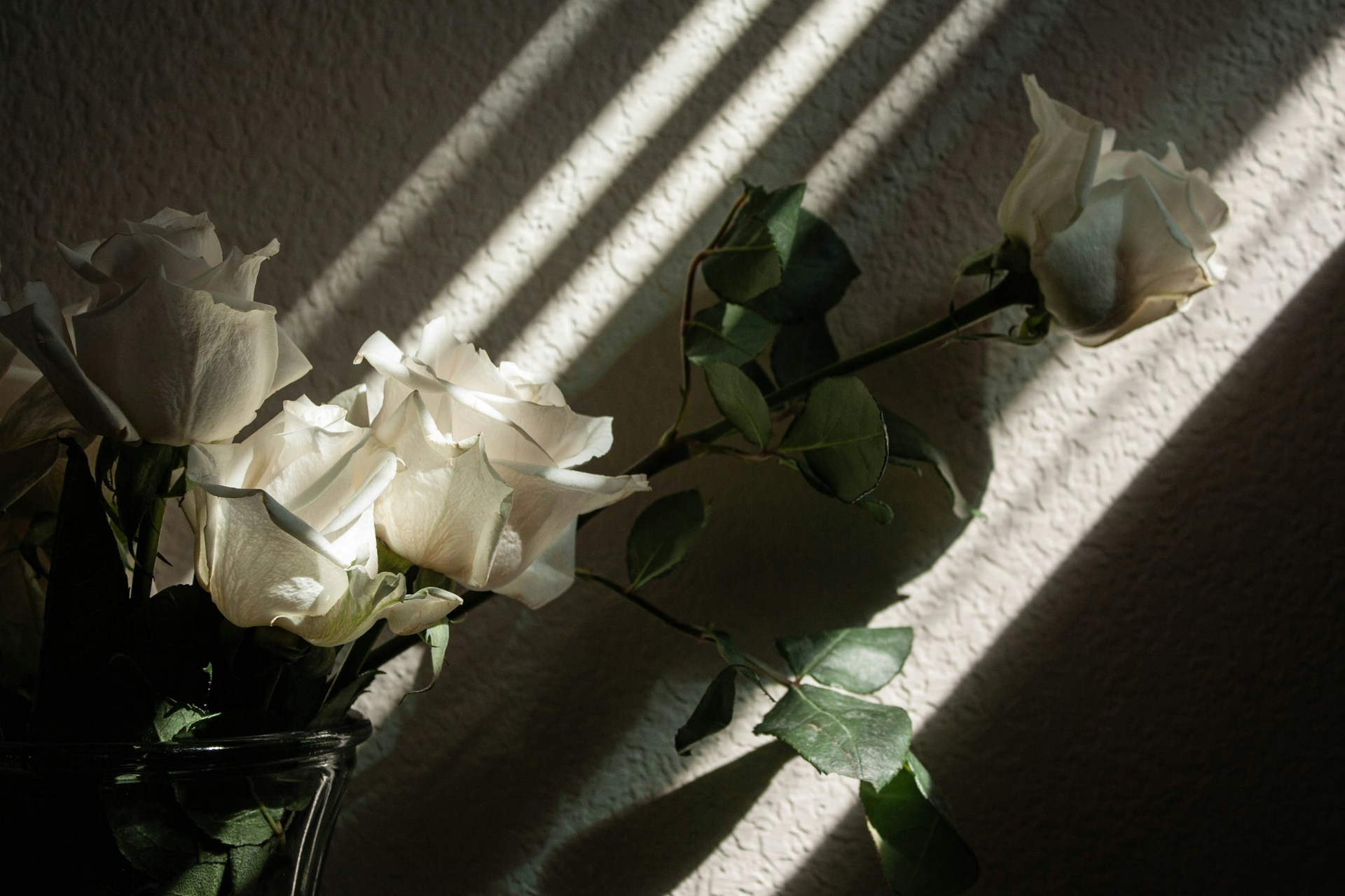 A vase filled with white roses sitting on top of a table
