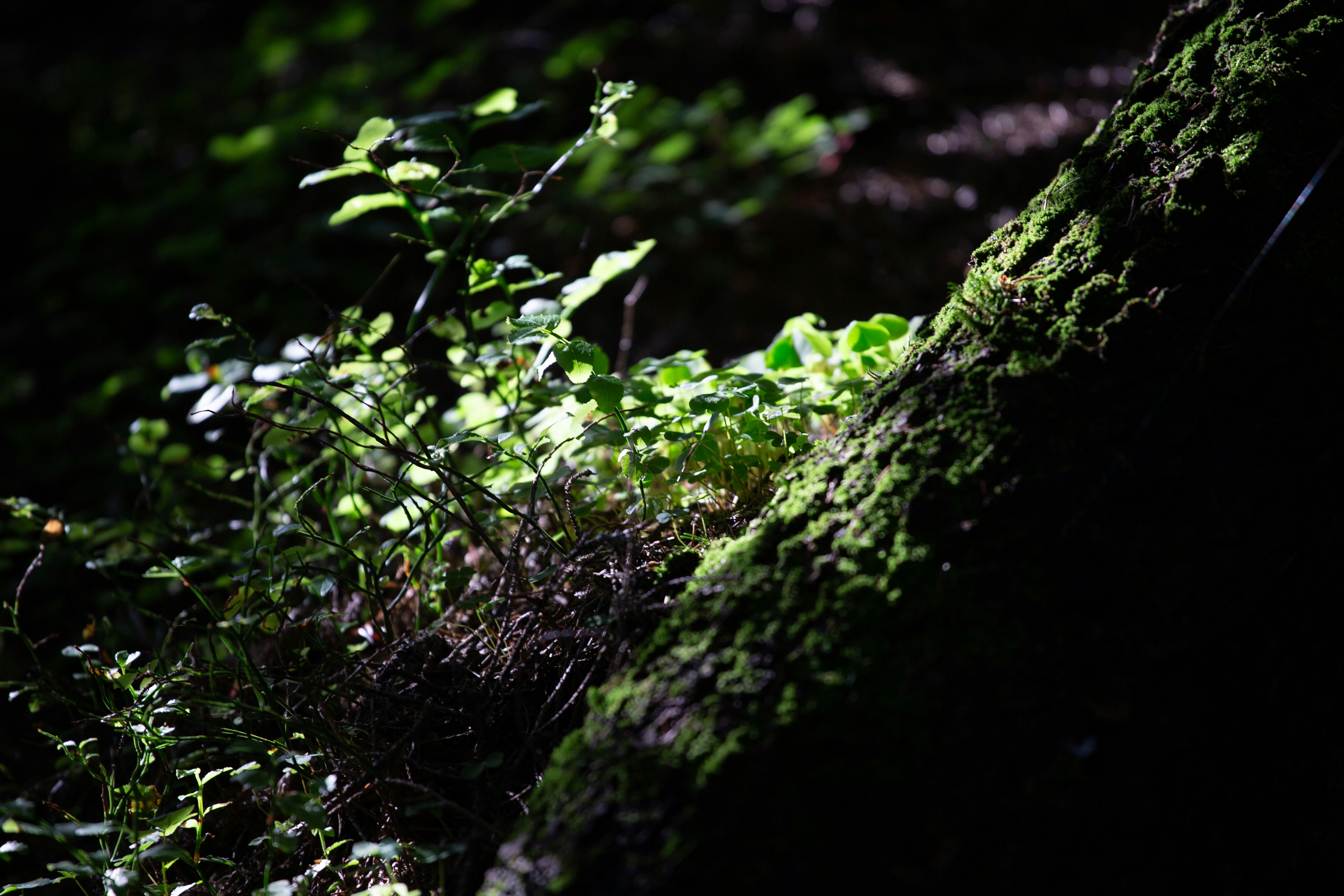 Photo by cameraobscura2000