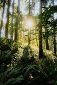 The sun is shining through the trees in the forest