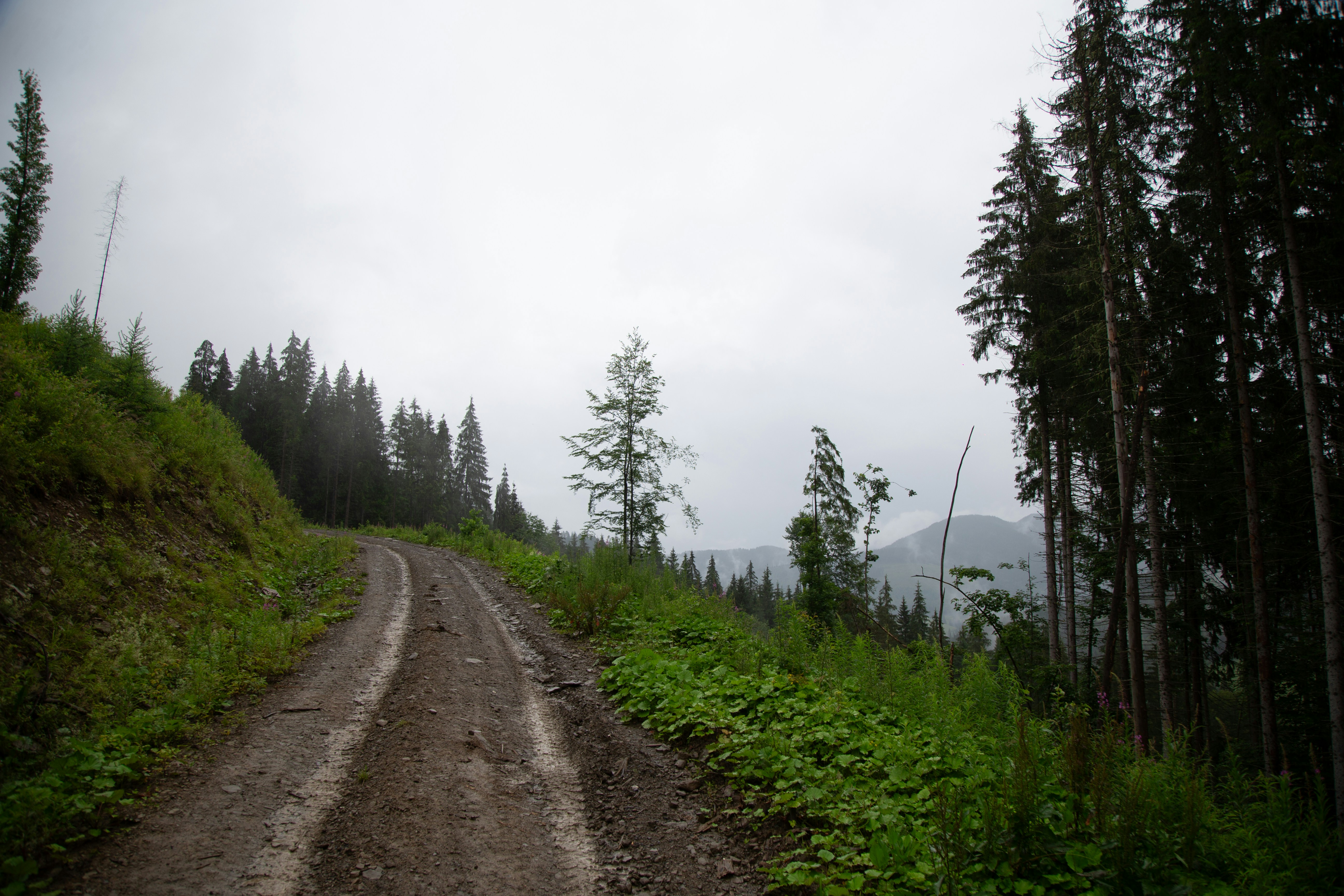 A dirt road in the middle of a forest
