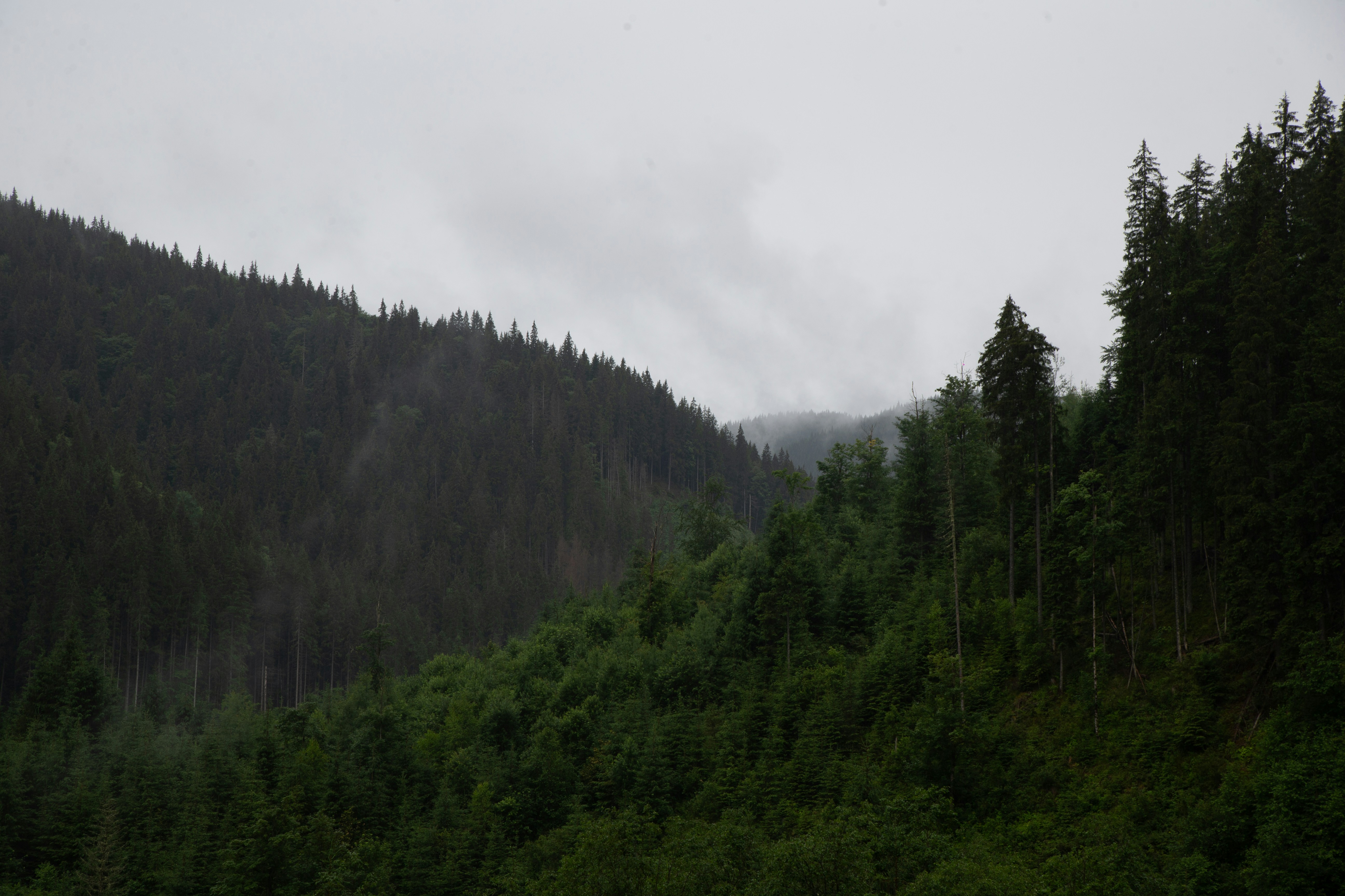 A hill with a forest in the background
