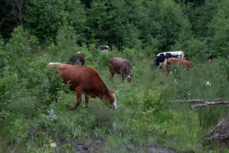 A herd of cattle grazing on a lush green field