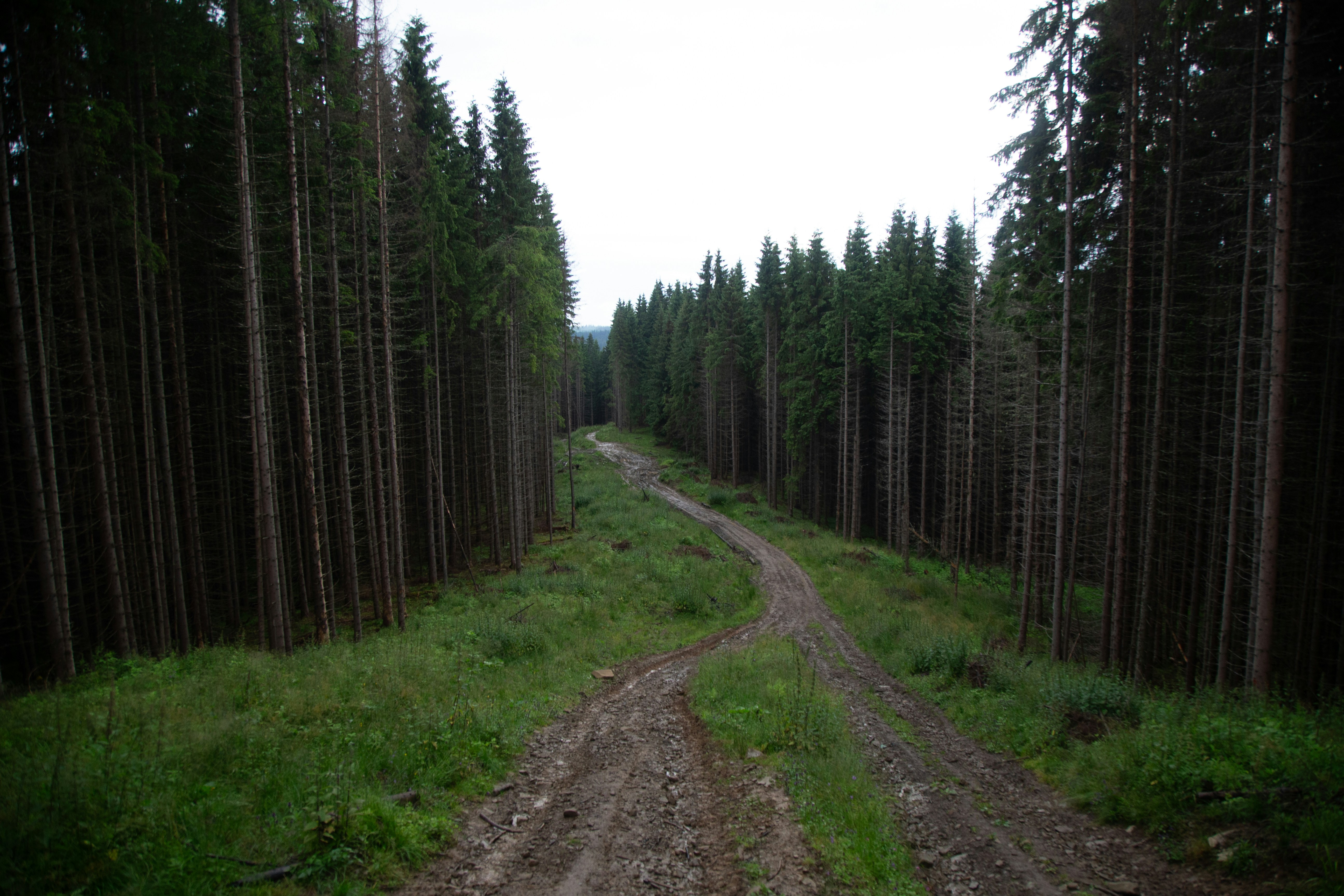 A dirt road in the middle of a forest, 