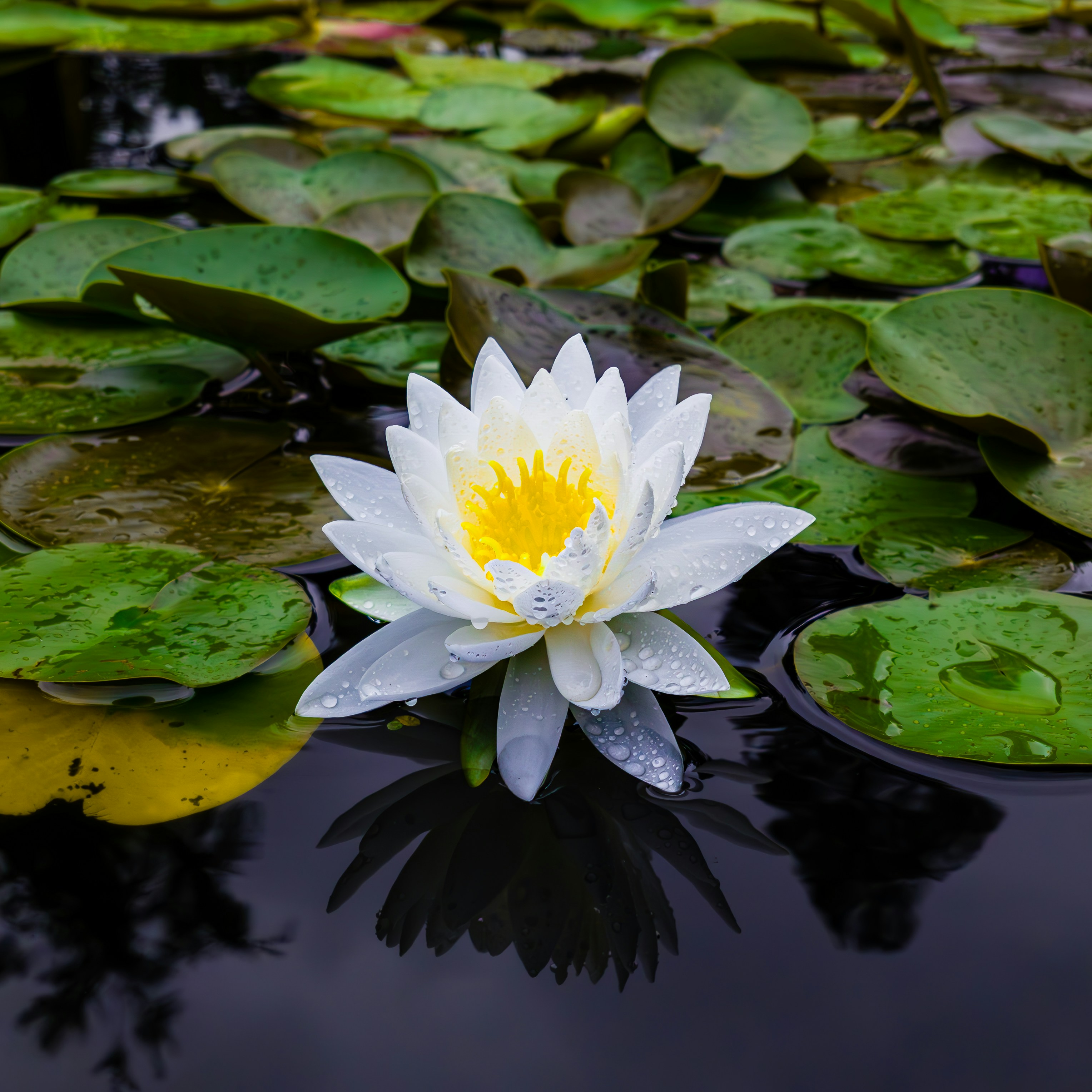 Photo by lingbo_huang