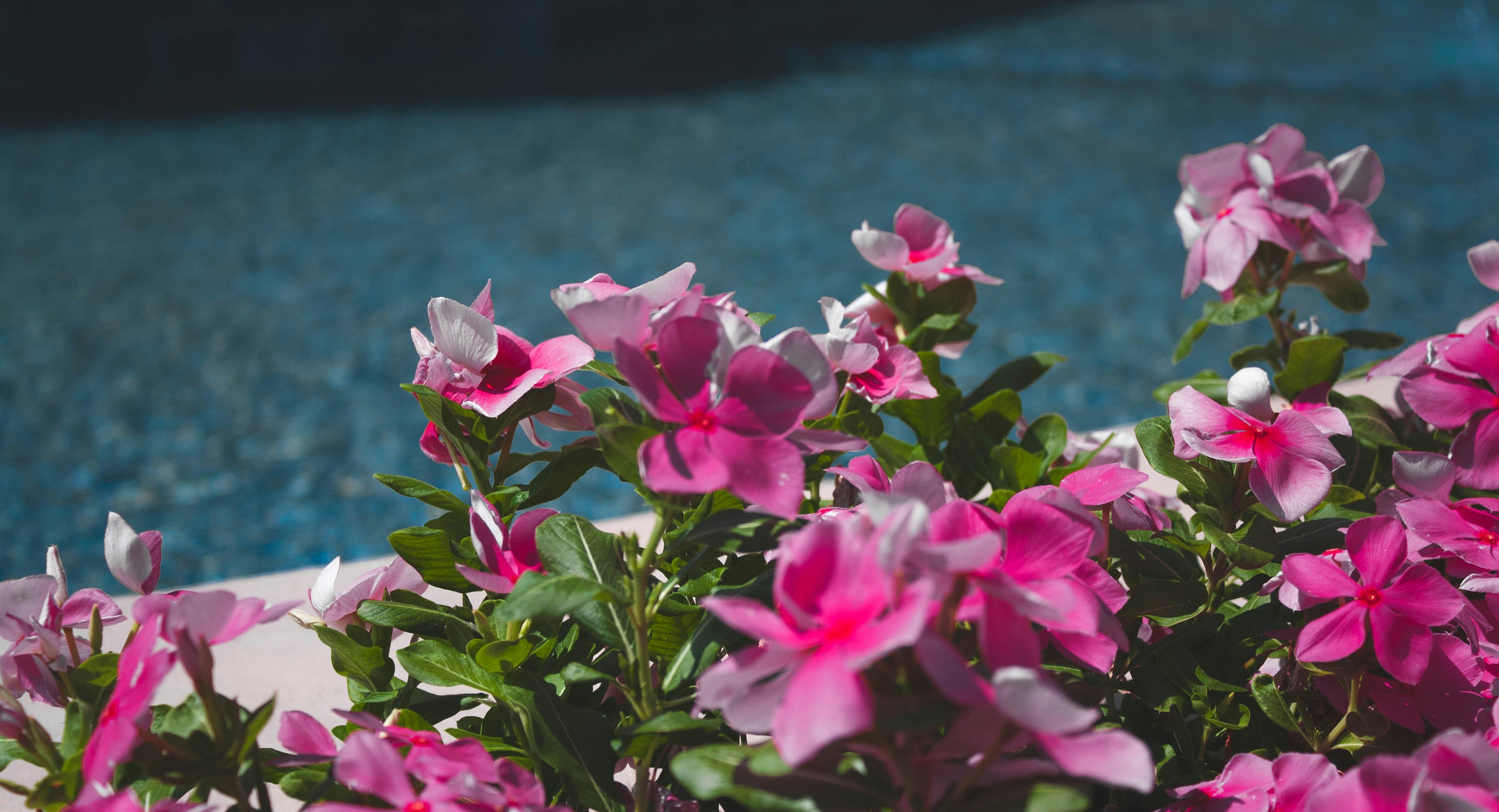 Photo by thelaibaali