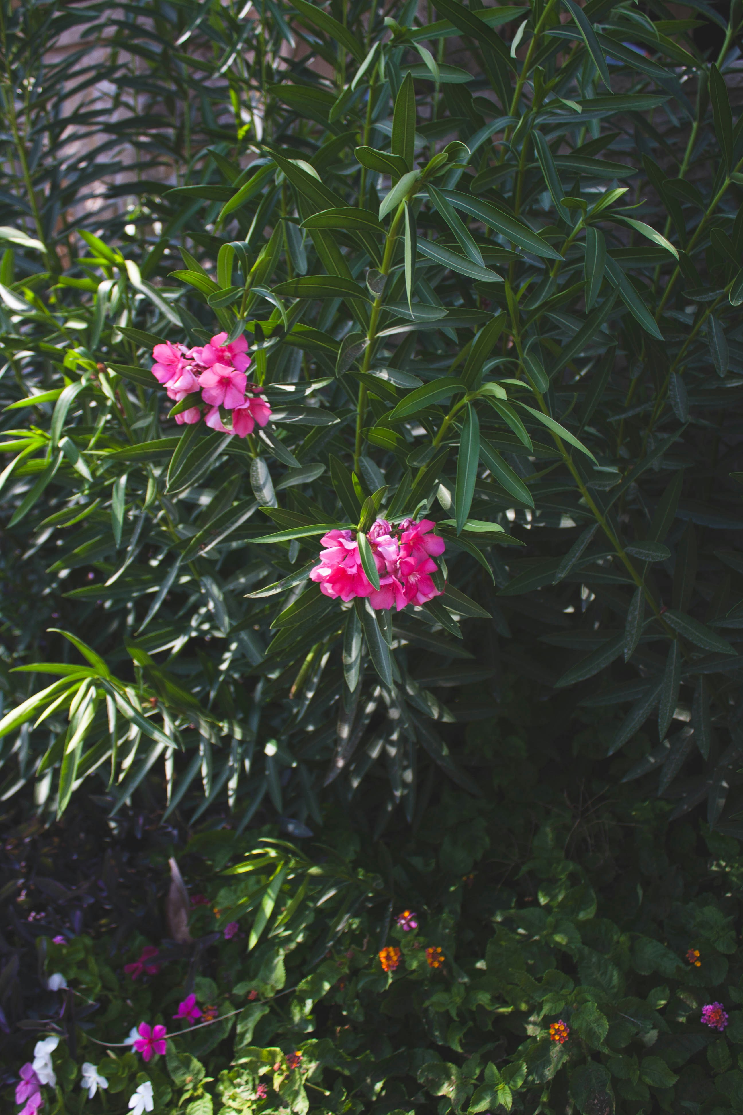 Photo by thelaibaali