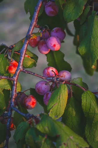 A branch with berries on it with green leaves