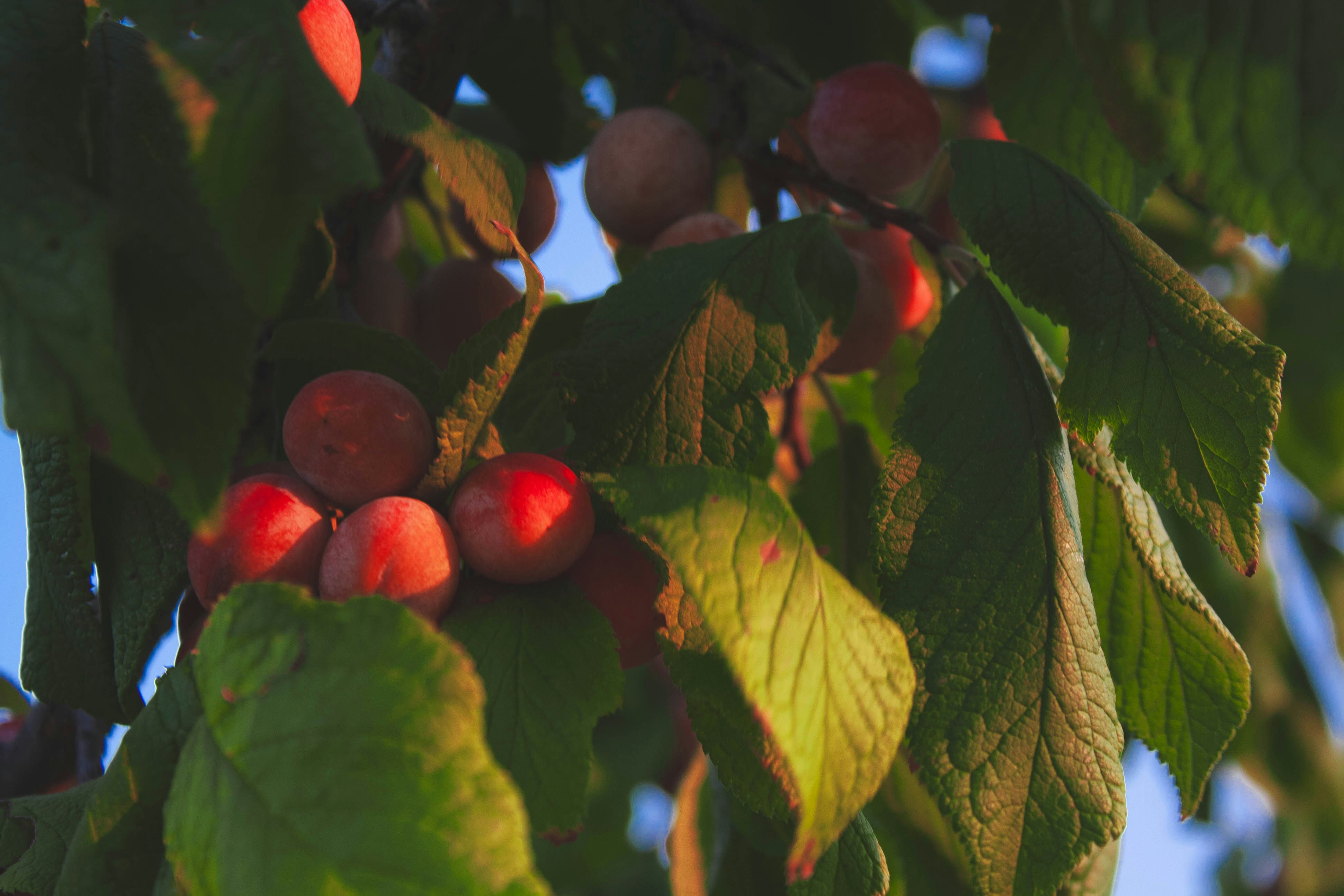 Photo by thelaibaali