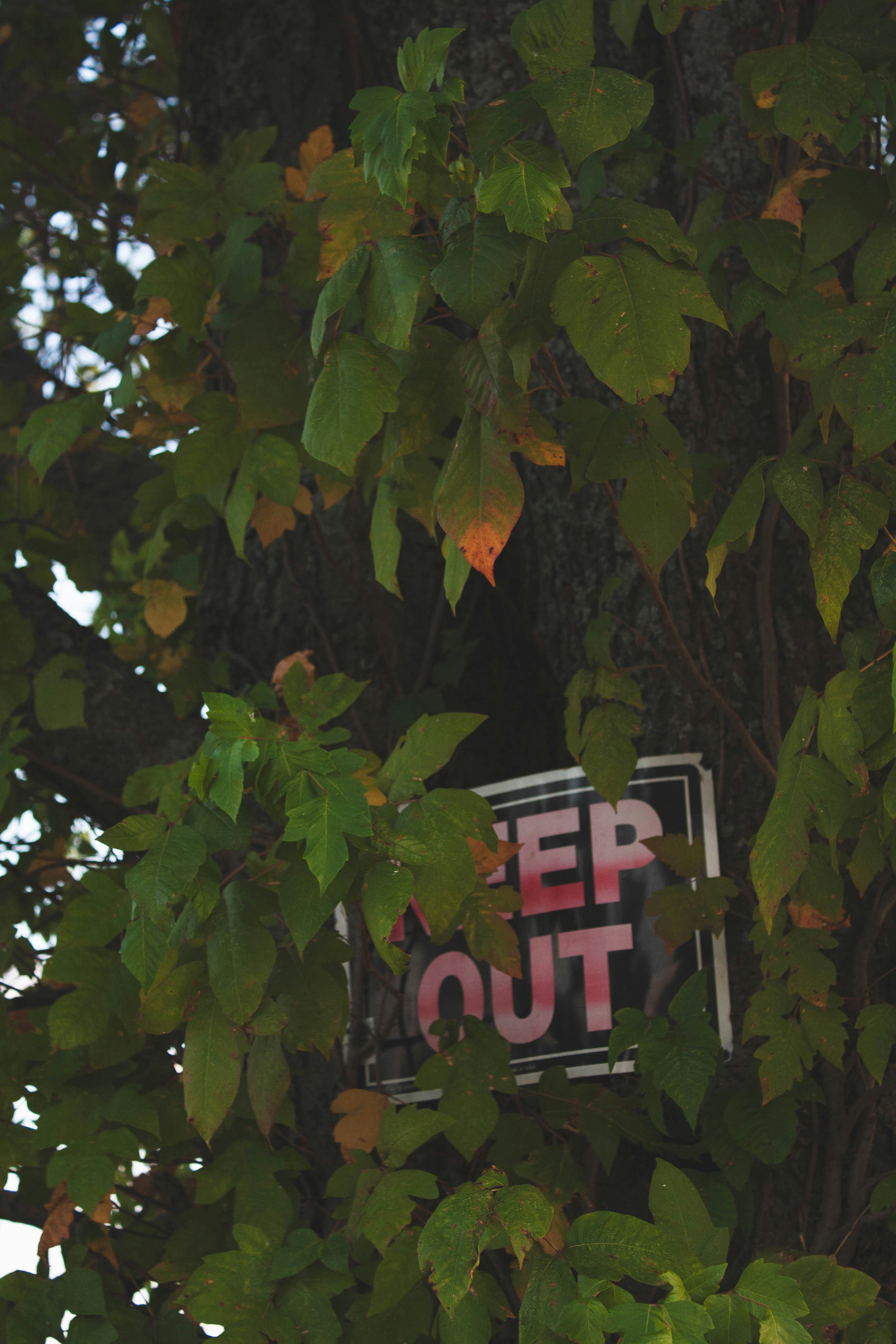A sign that is hanging from a tree