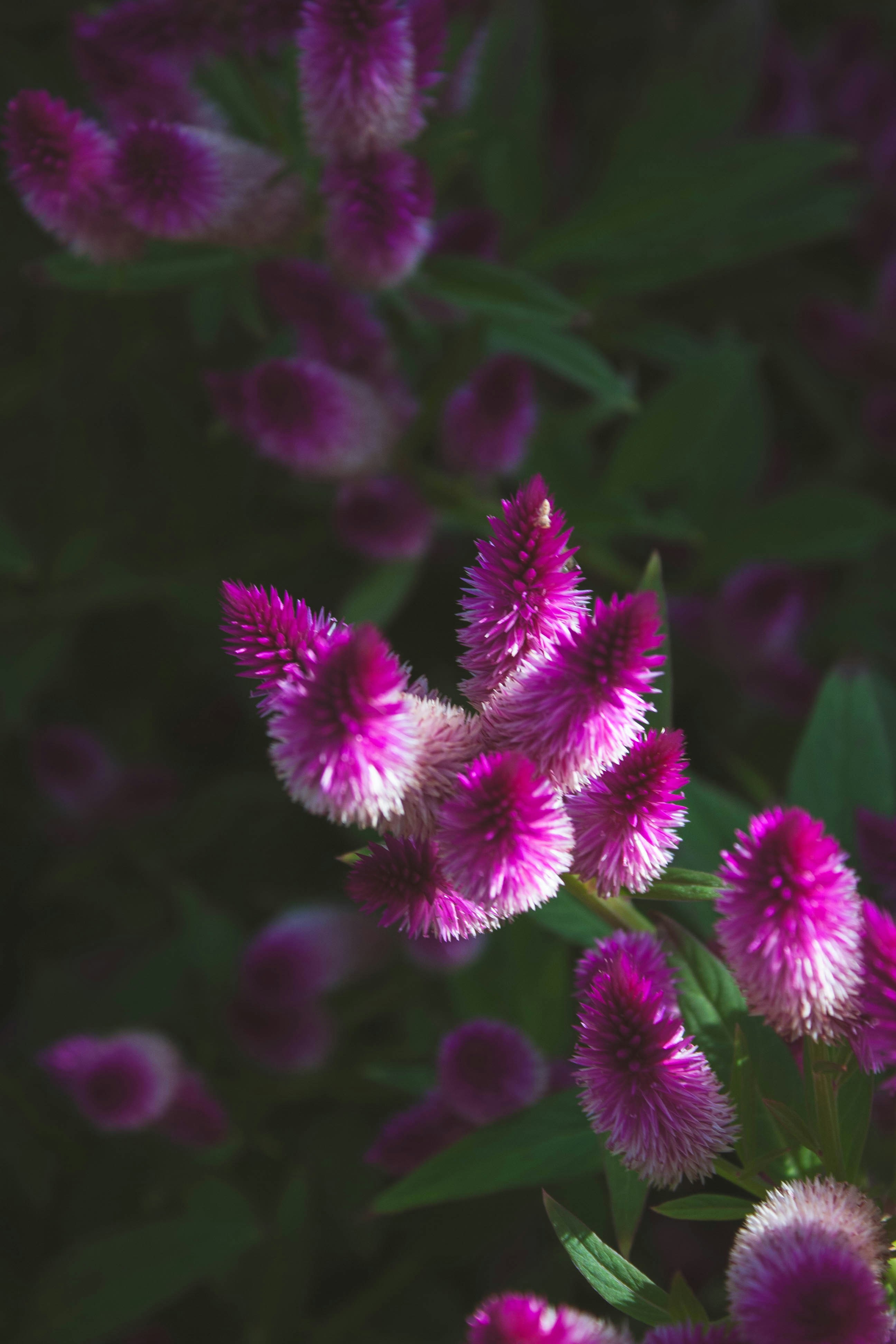 Photo by thelaibaali