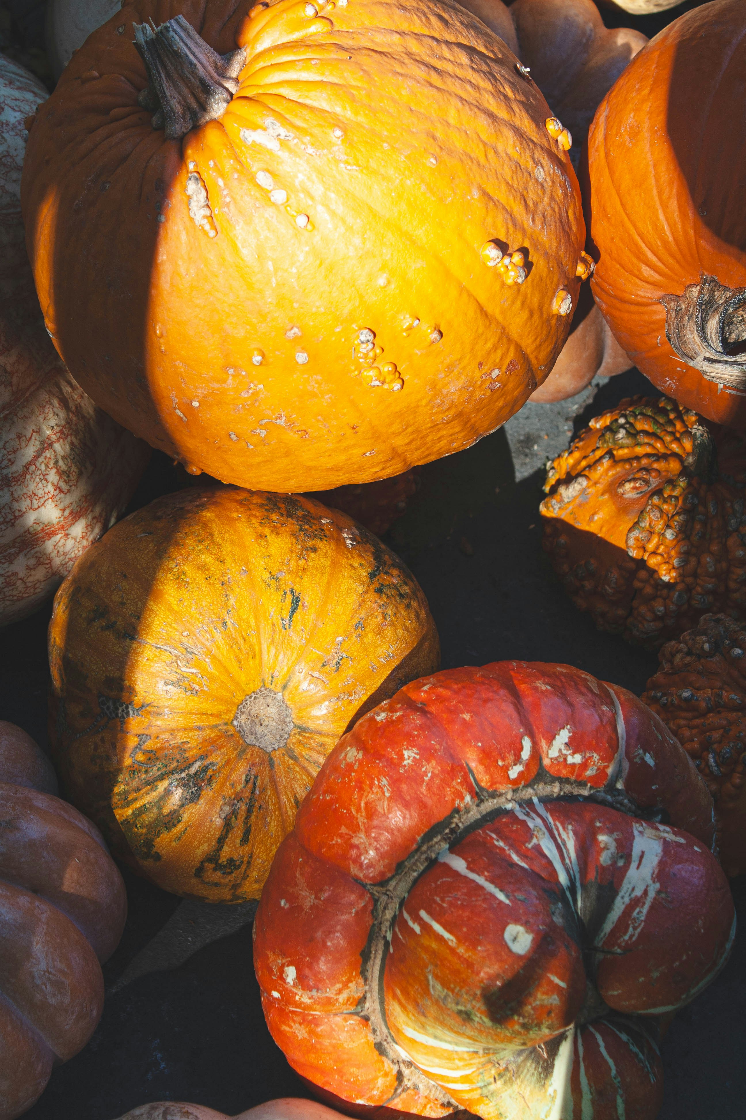 A pile of pumpkins sitting next to each other