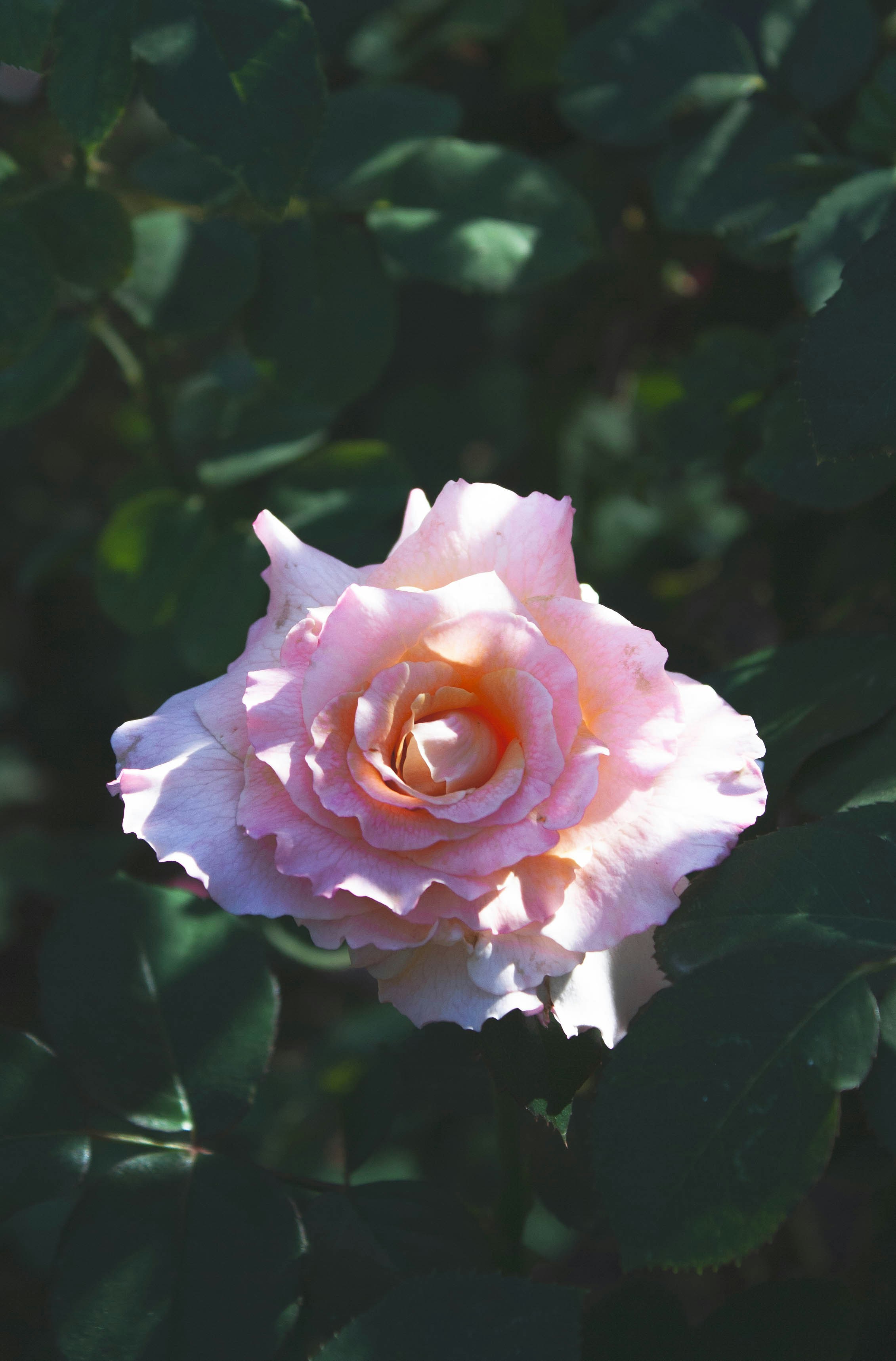 Photo by thelaibaali