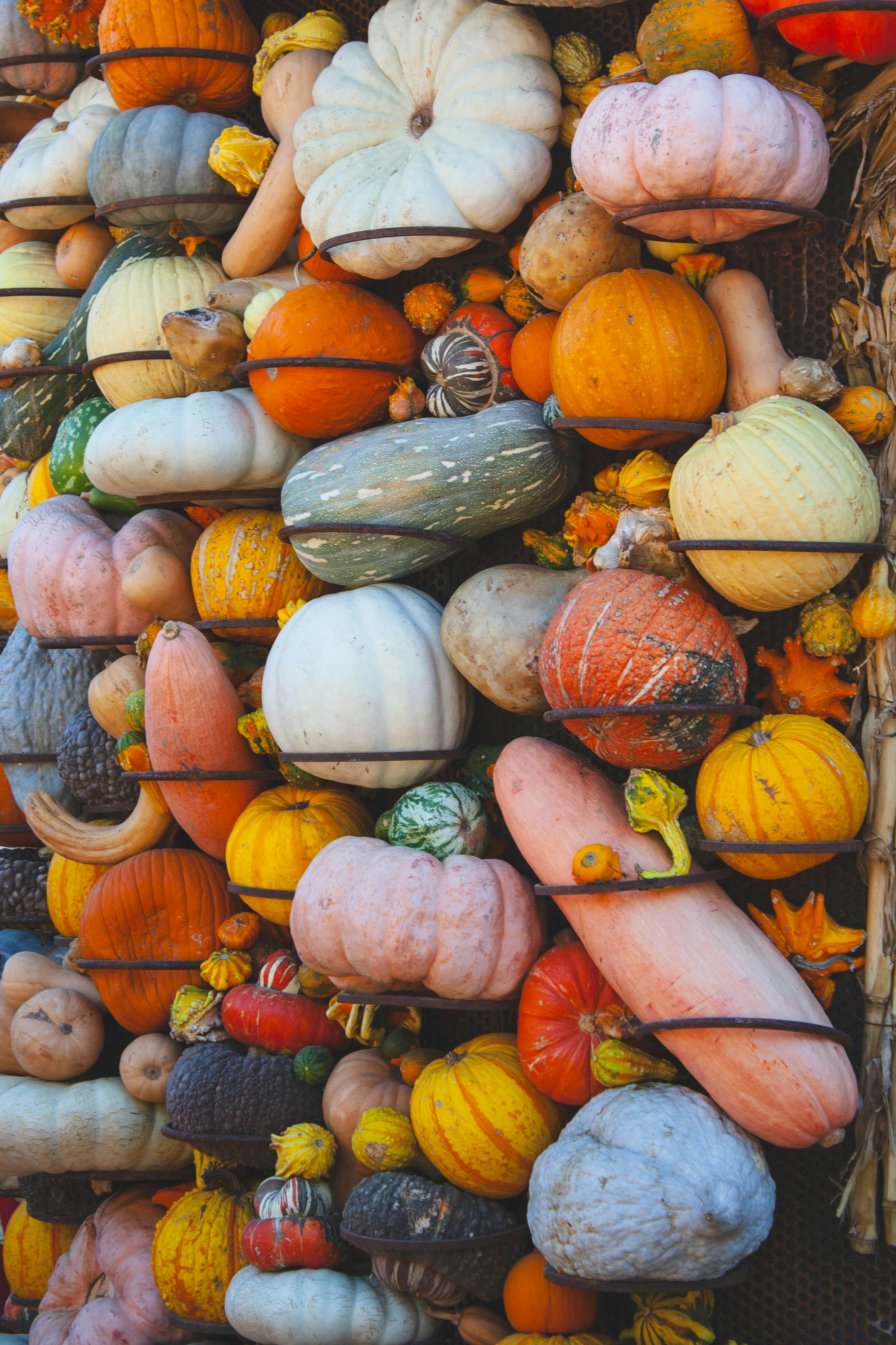 A display of pumpkins and gourds in a store