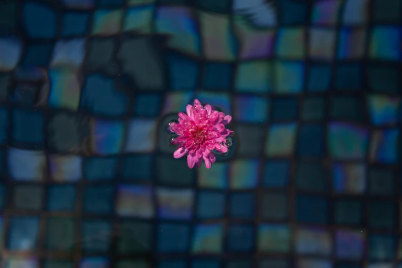 A pink flower sitting on top of a table