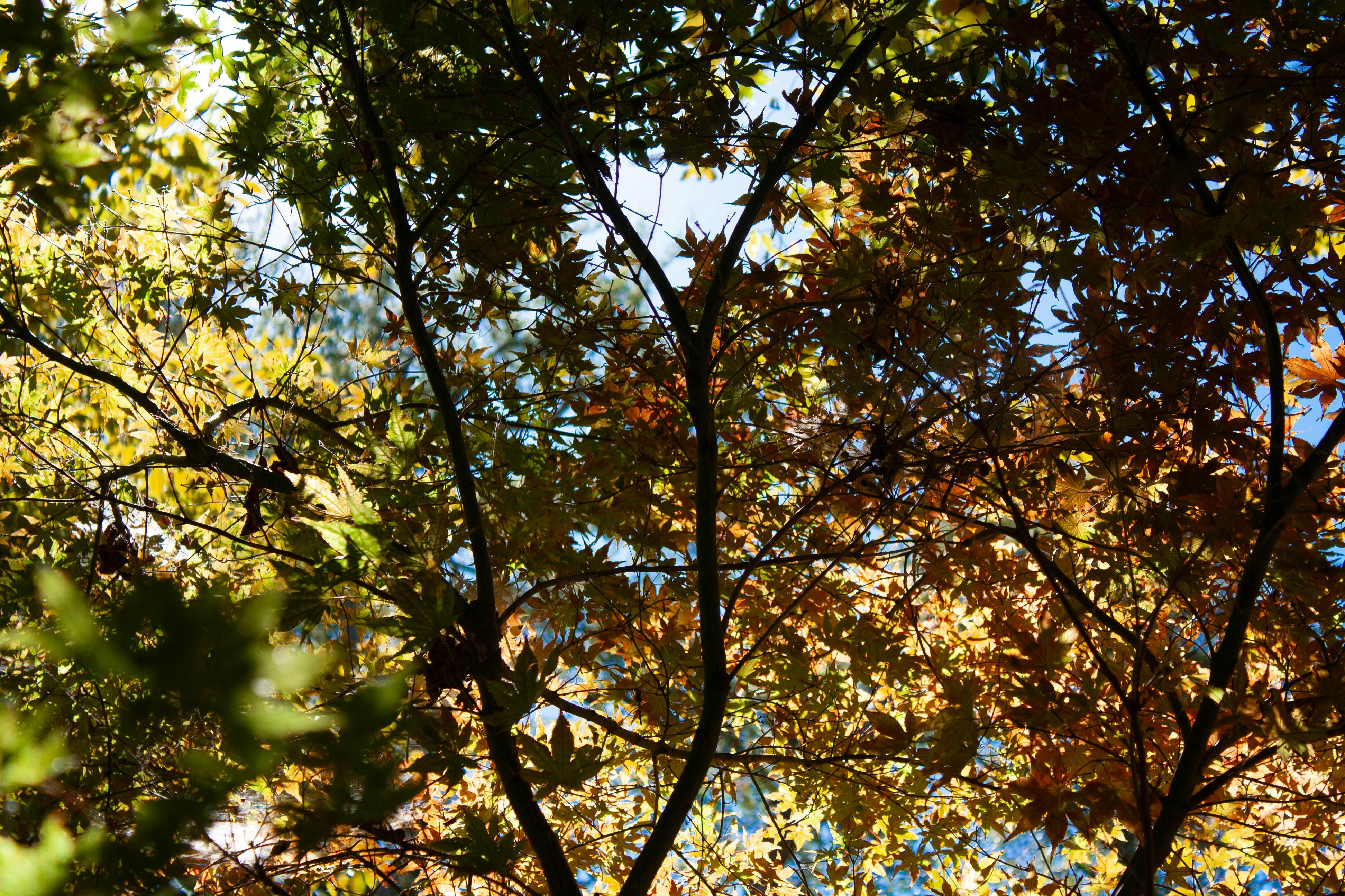 Photo by thelaibaali