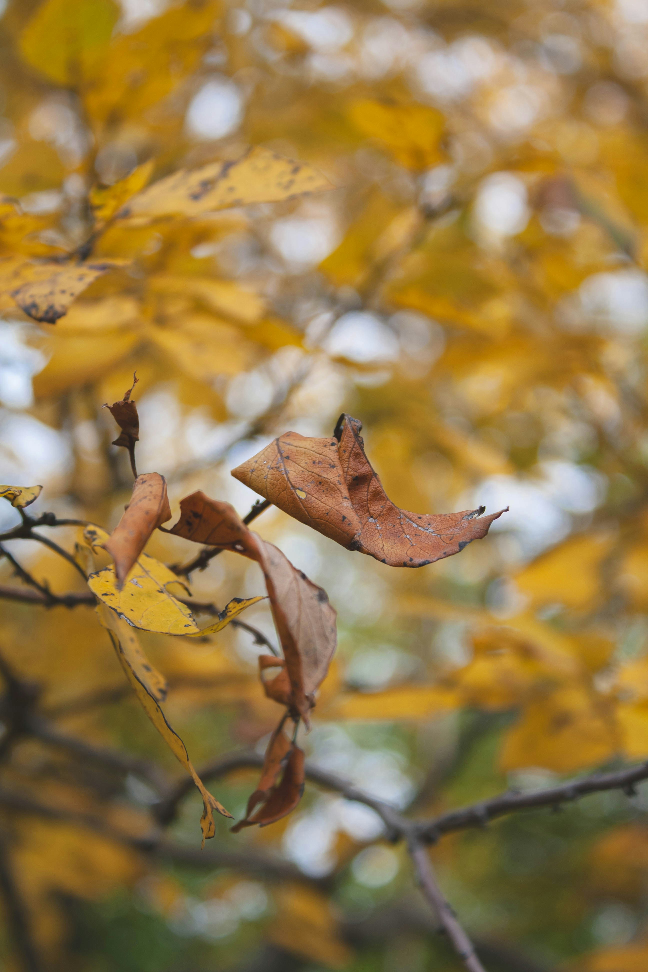 Photo by thelaibaali