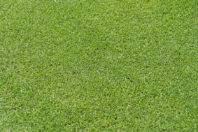 A red fire hydrant sitting on top of a lush green field