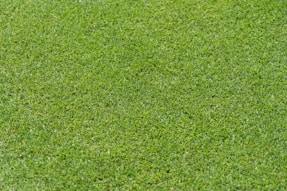 A red fire hydrant sitting on top of a lush green field